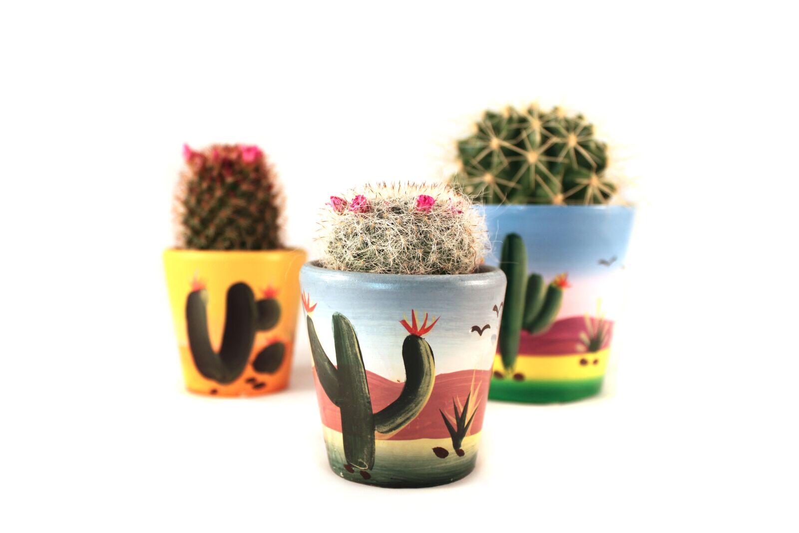 Canon EOS 500D (EOS Rebel T1i / EOS Kiss X3) sample photo. Cactus, isolated, mexico photography