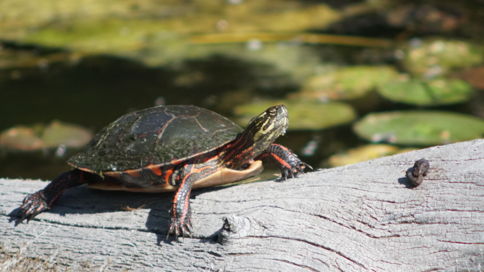 Sony a6300 sample photo. Turtle, log, lily pads photography