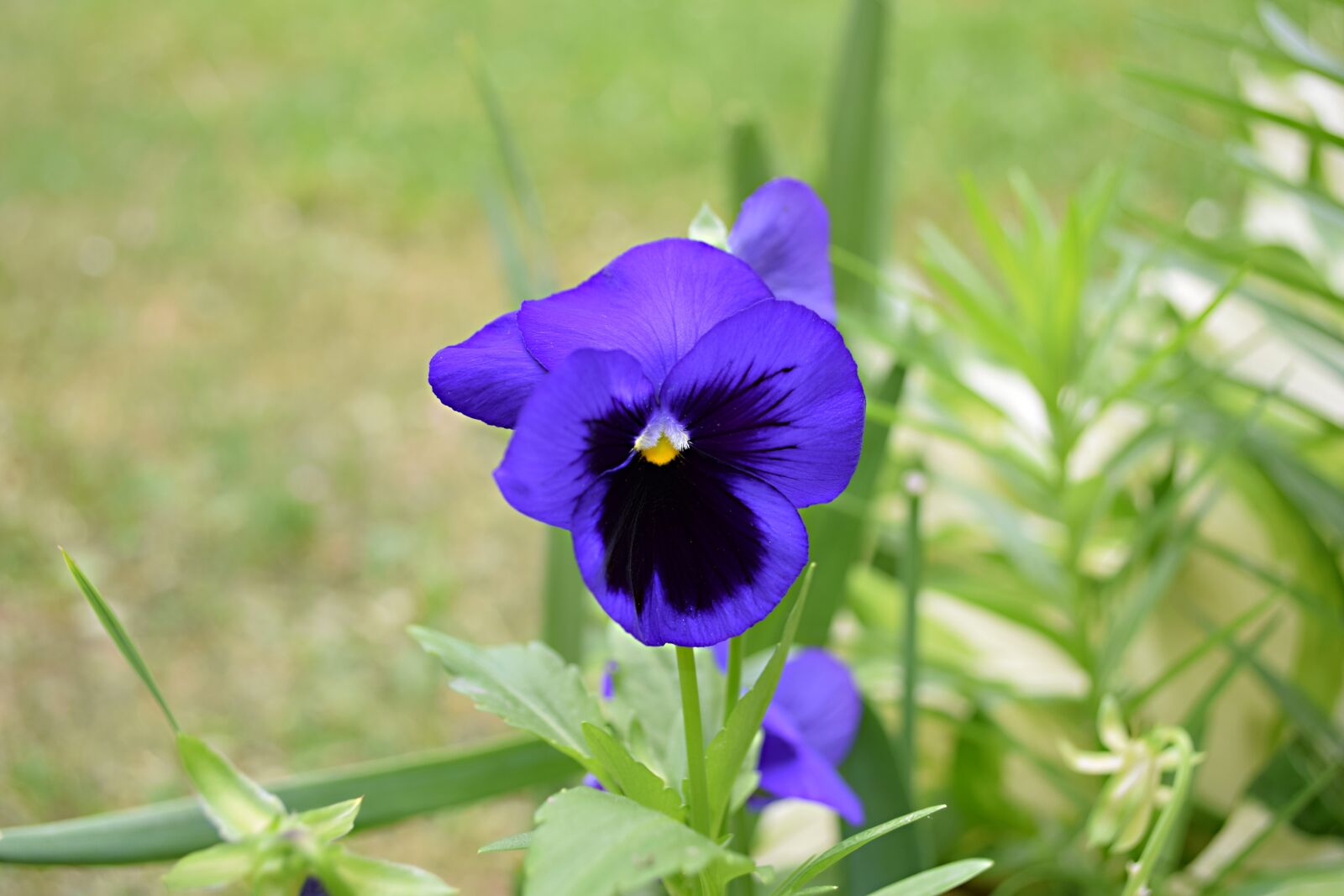 Nikon D5300 sample photo. Violet, flower photography