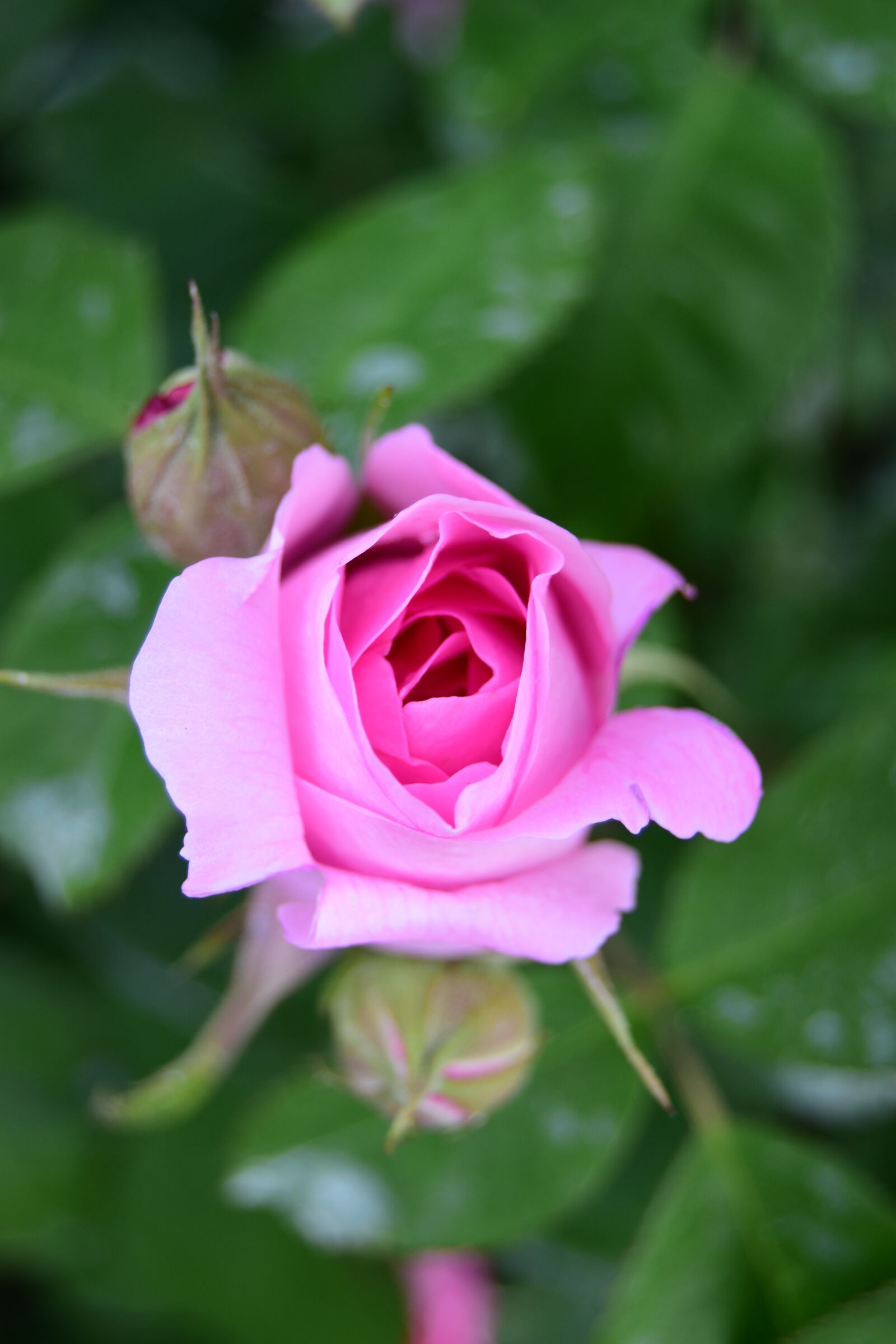 Nikon D5600 sample photo. Pink rose, rose, flower photography