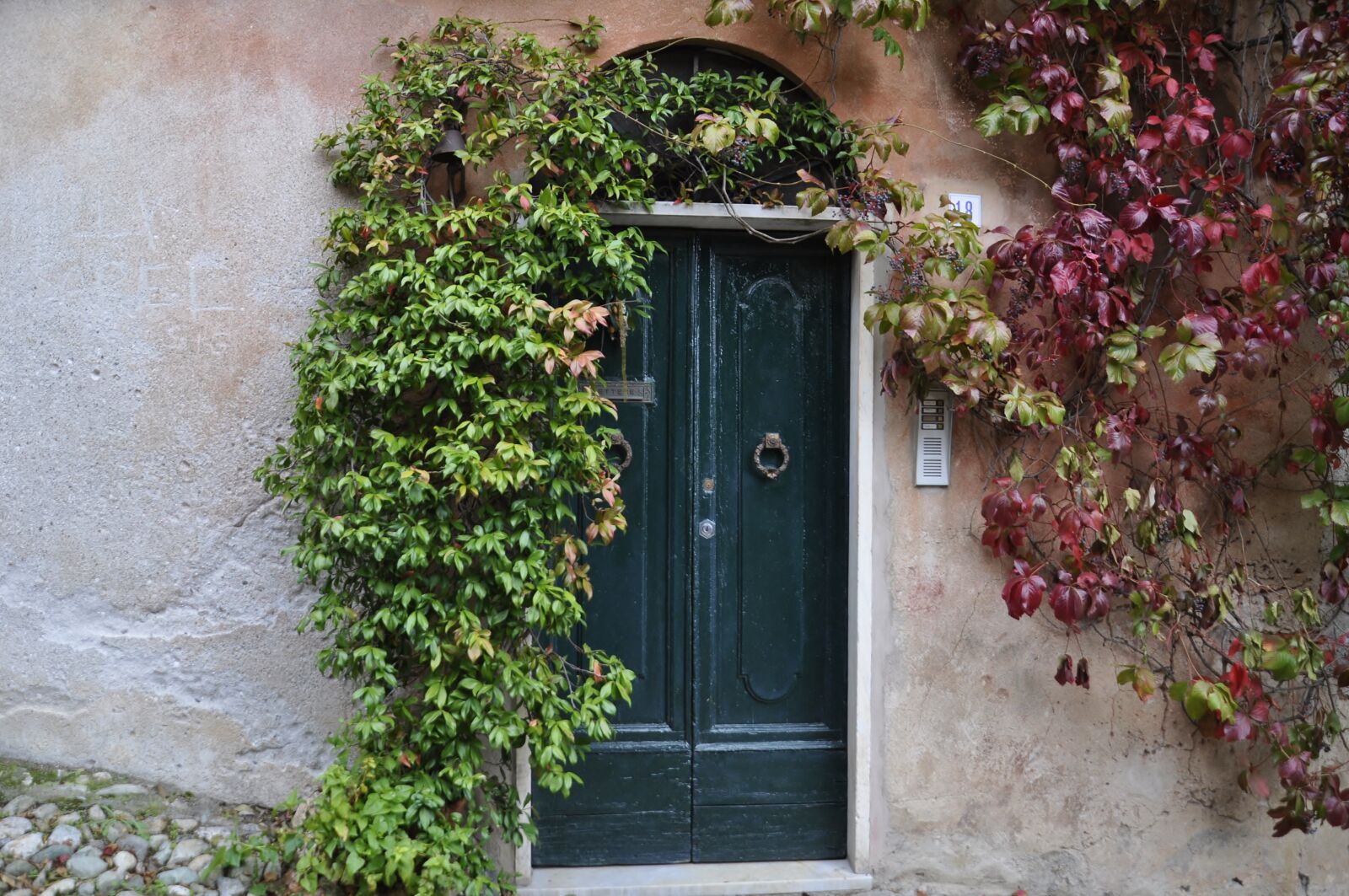 Nikon D5000 sample photo. Door, ivy, creeper photography