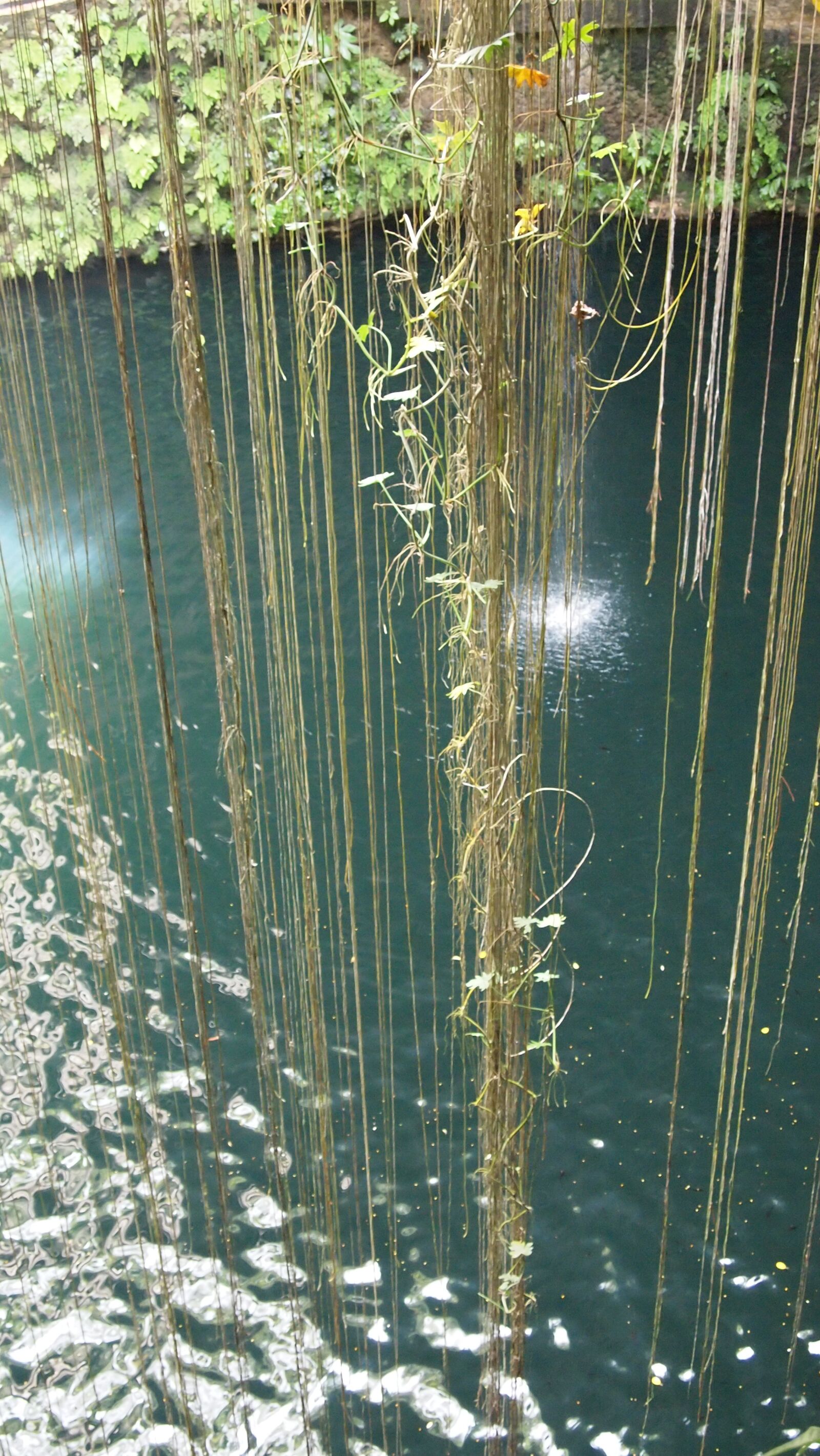 Olympus PEN E-PL1 sample photo. Water, plant, cave photography