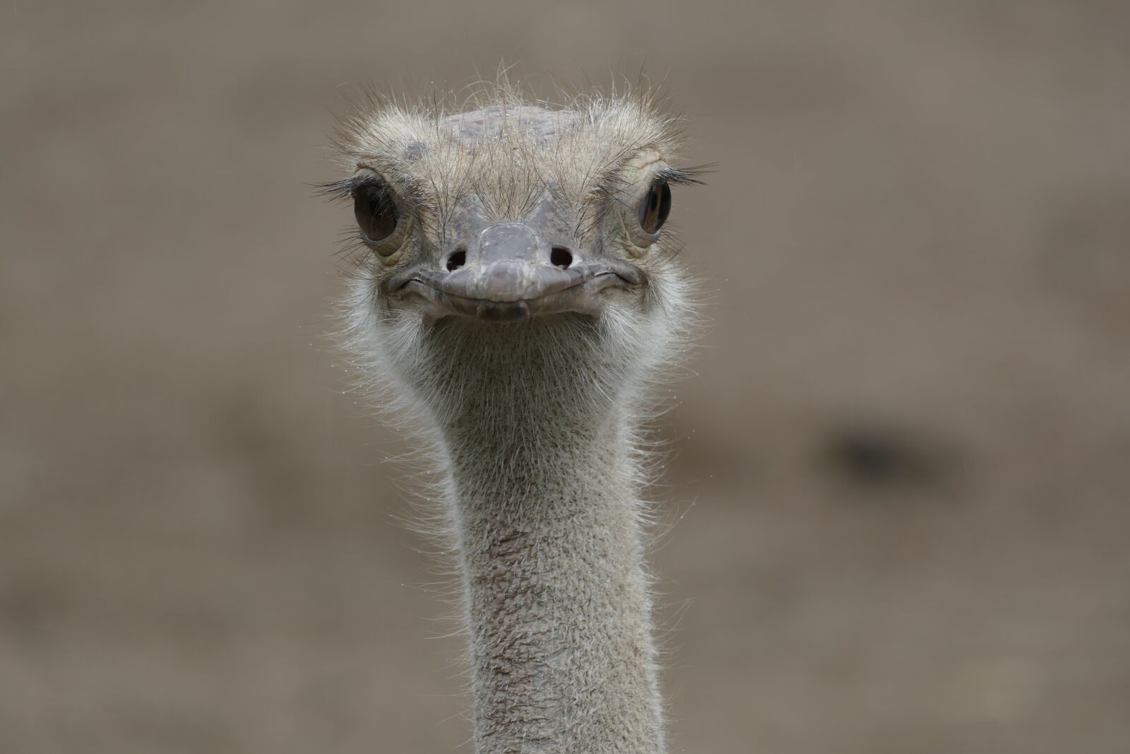 Panasonic Lumix DMC-FZ1000 sample photo. Ostrich, animal, zoo photography