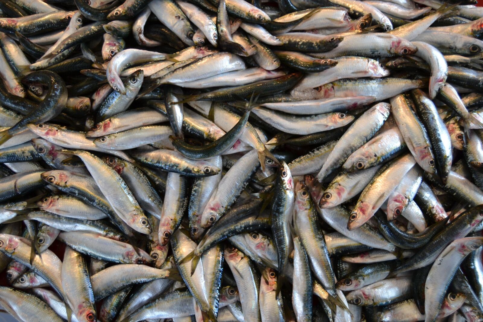 Nikon D3100 sample photo. Fish, marine, animal photography