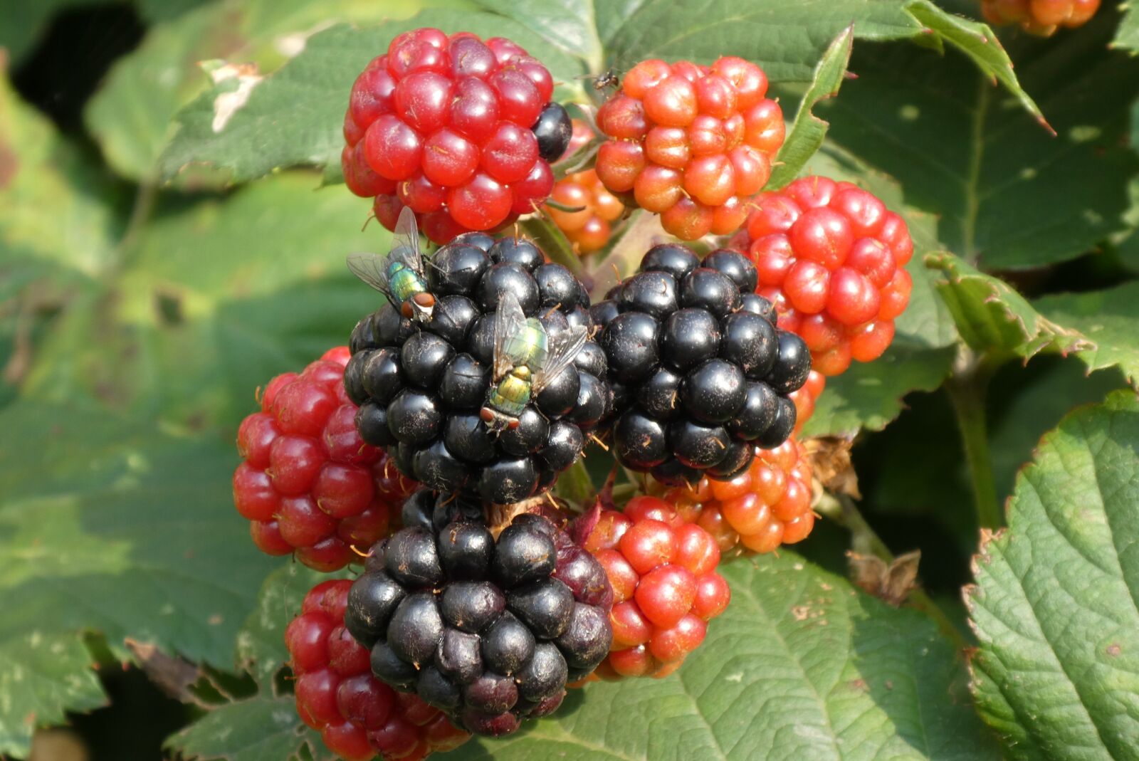 Panasonic Lumix DC-ZS70 (Lumix DC-TZ90) sample photo. Blackberries, ripe, fruits photography