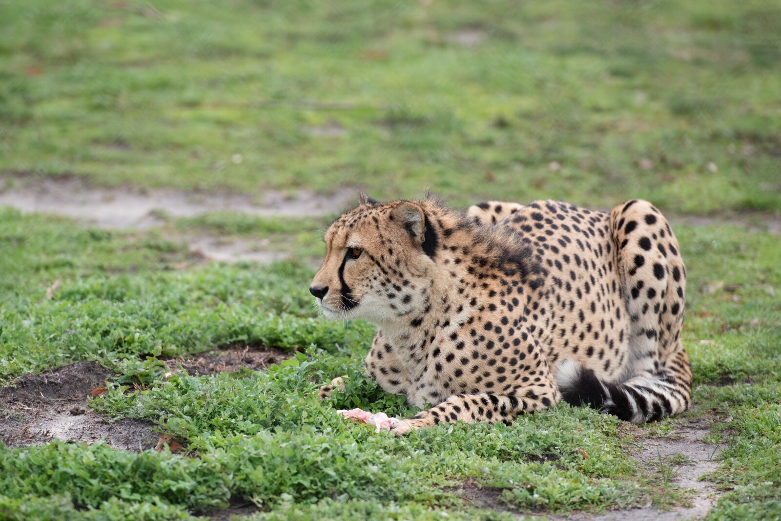 Nikon D750 sample photo. Cheetah, carnivore, predator photography