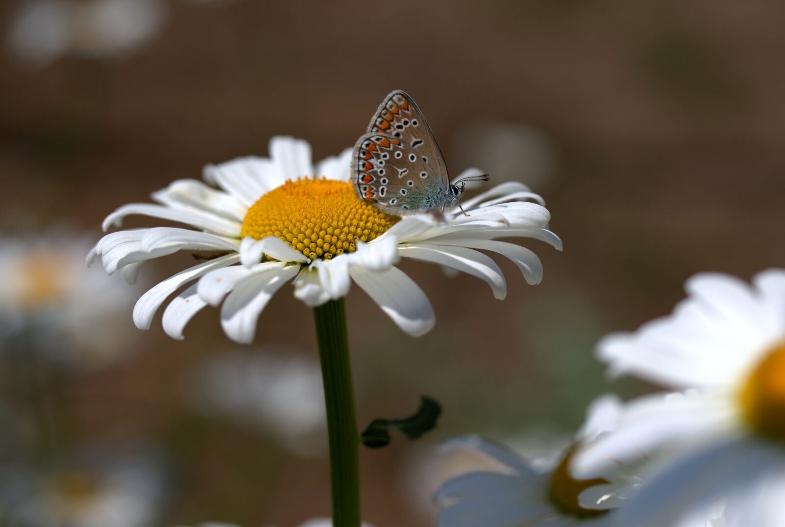 Canon EOS 7D Mark II sample photo. Butterfly, daisy, insecta photography