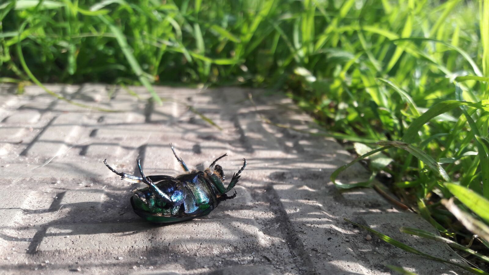 Samsung Galaxy J7 sample photo. Beetle, chafer, green photography