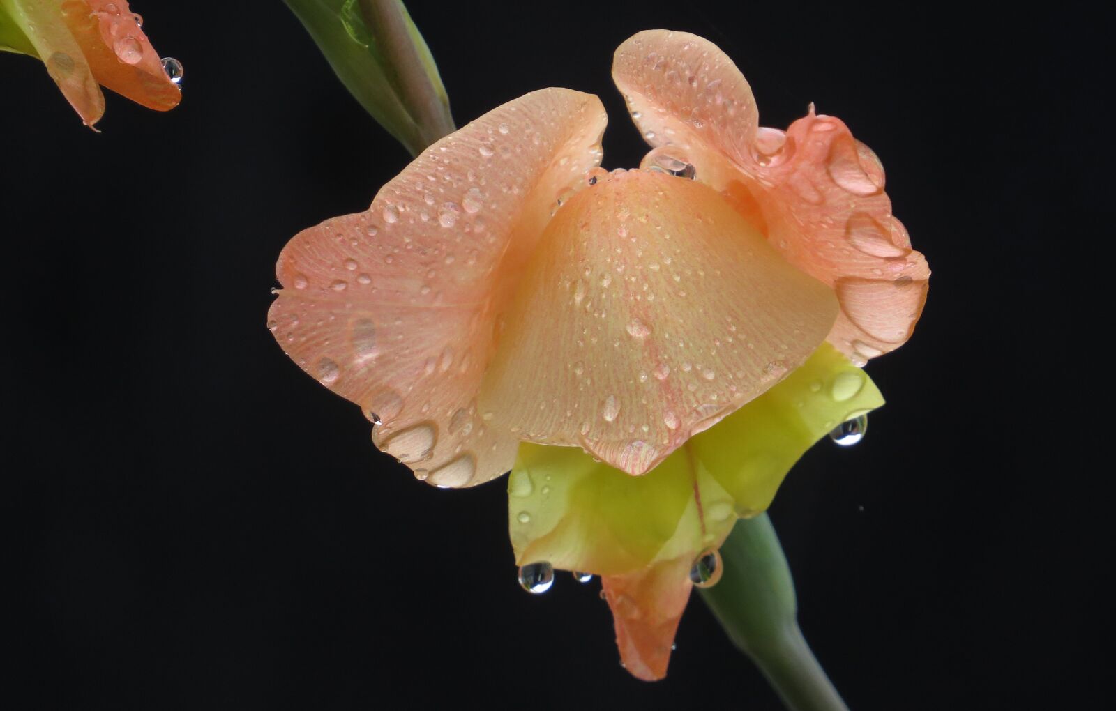 Canon PowerShot SX50 HS sample photo. Flower, nature, plant photography