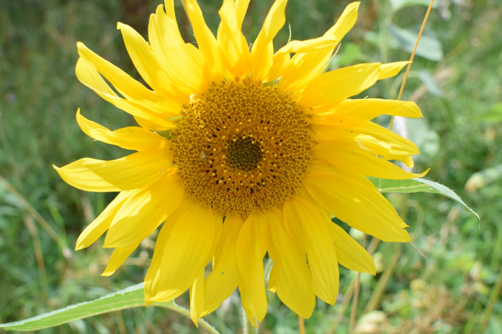 Nikon D5300 sample photo. Sunflower, close up, blossom photography