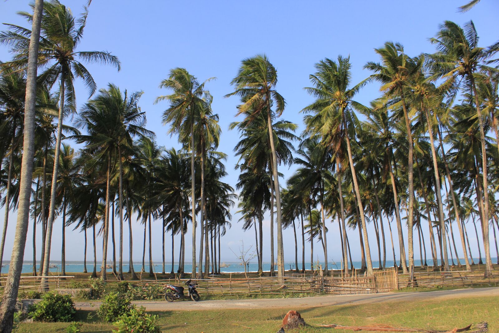Canon EOS 60D sample photo. Beach, palm, tree photography