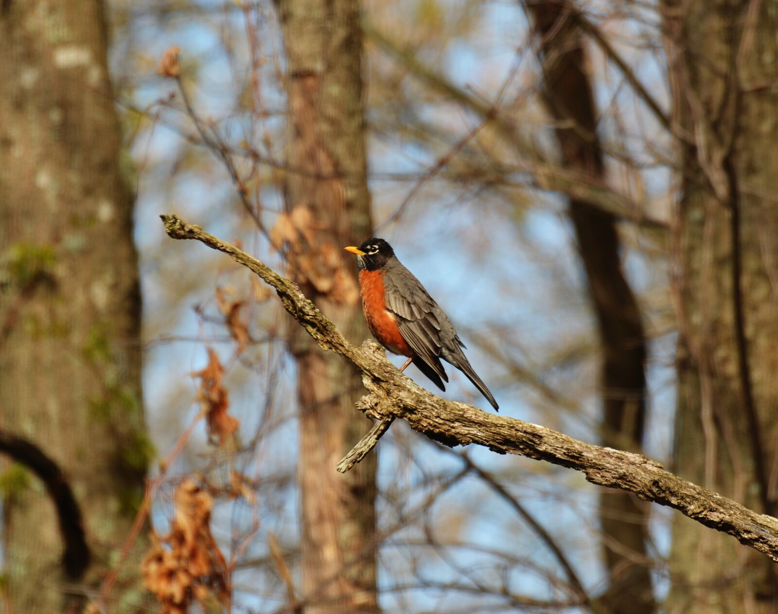 Nikon D5200 sample photo. Animal, bird, branch photography