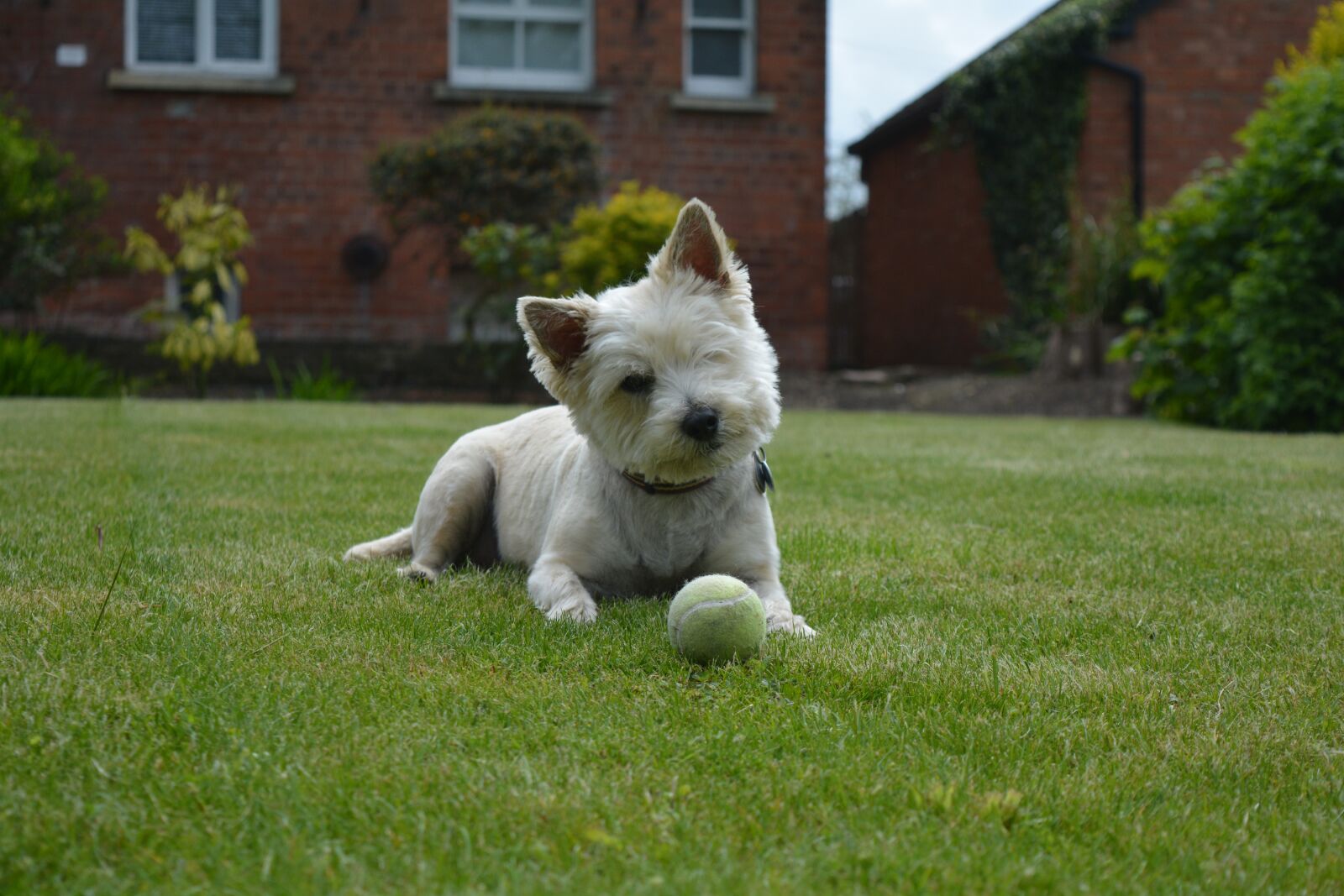 Nikon D5200 sample photo. Cairn terrier, terrier, dog photography