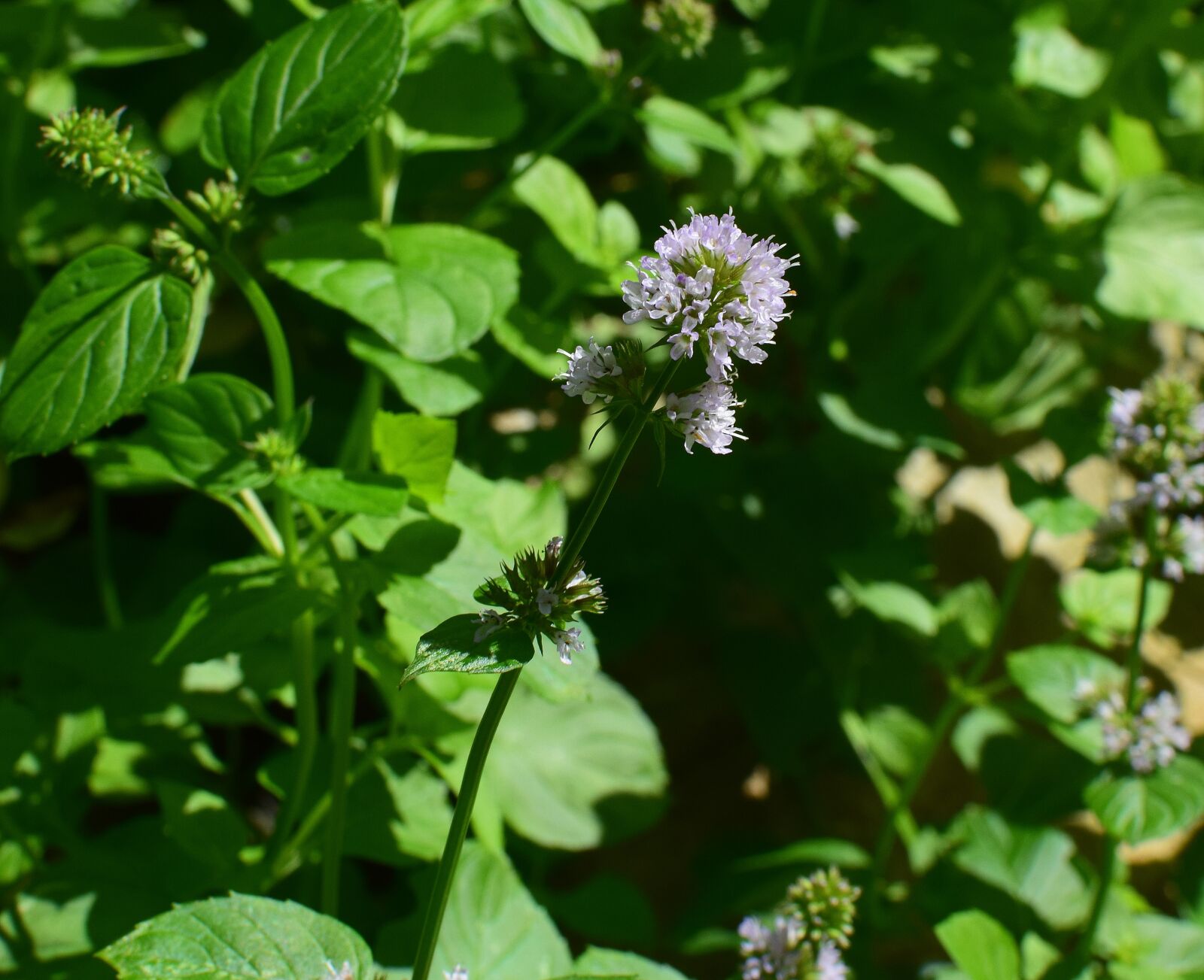 Nikon D3300 sample photo. Mint flower, mint, herb photography