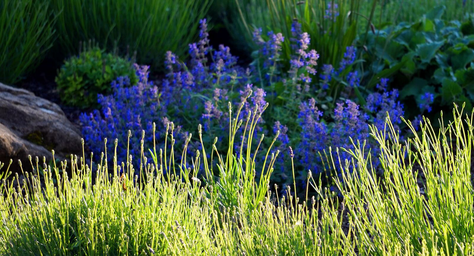 Sony Alpha a5000 (ILCE 5000) + Sony E 55-210mm F4.5-6.3 OSS sample photo. Lavender, sage, blossom photography