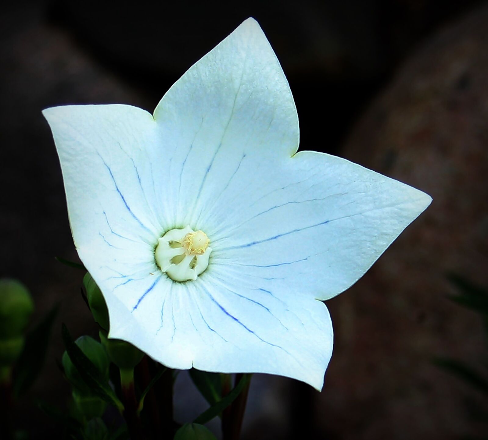 Canon EOS 550D (EOS Rebel T2i / EOS Kiss X4) sample photo. Balloon flower, chinese bellflower photography