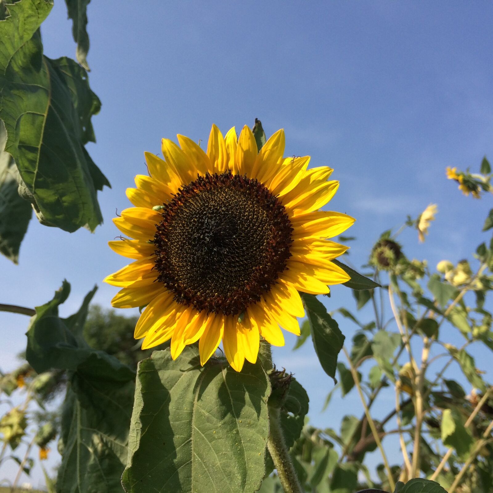 iPhone 5s back camera 4.12mm f/2.2 sample photo. Sunflower, summer, farm photography