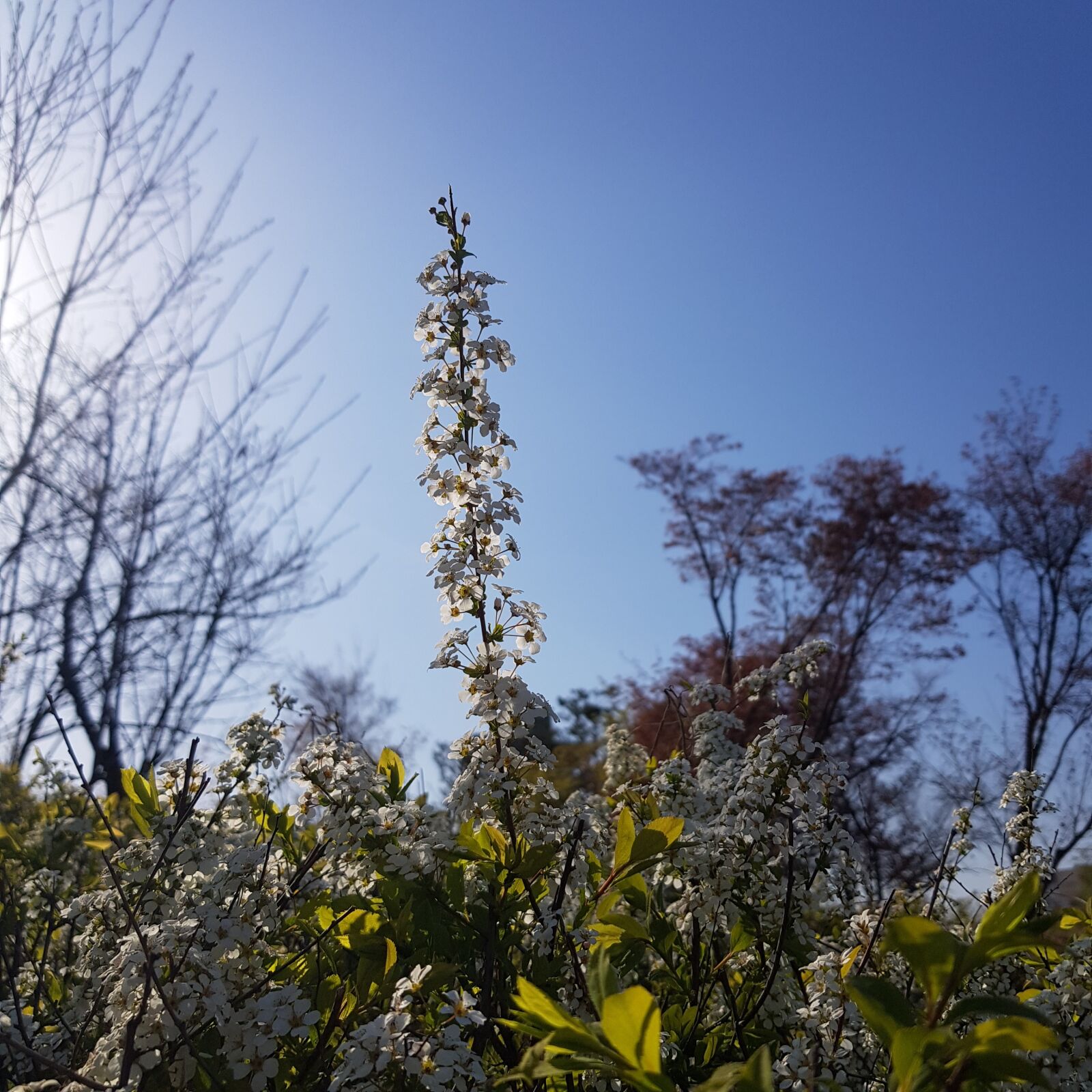 Samsung Galaxy S8 sample photo. Sky, flowers, park photography