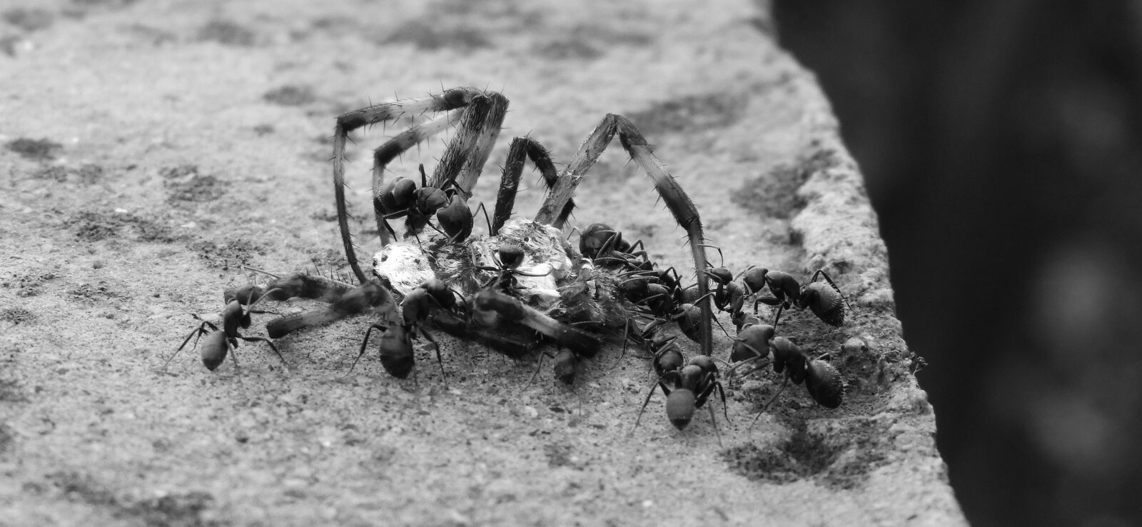 Nikon Coolpix B700 sample photo. Insects, macro spider, ants photography