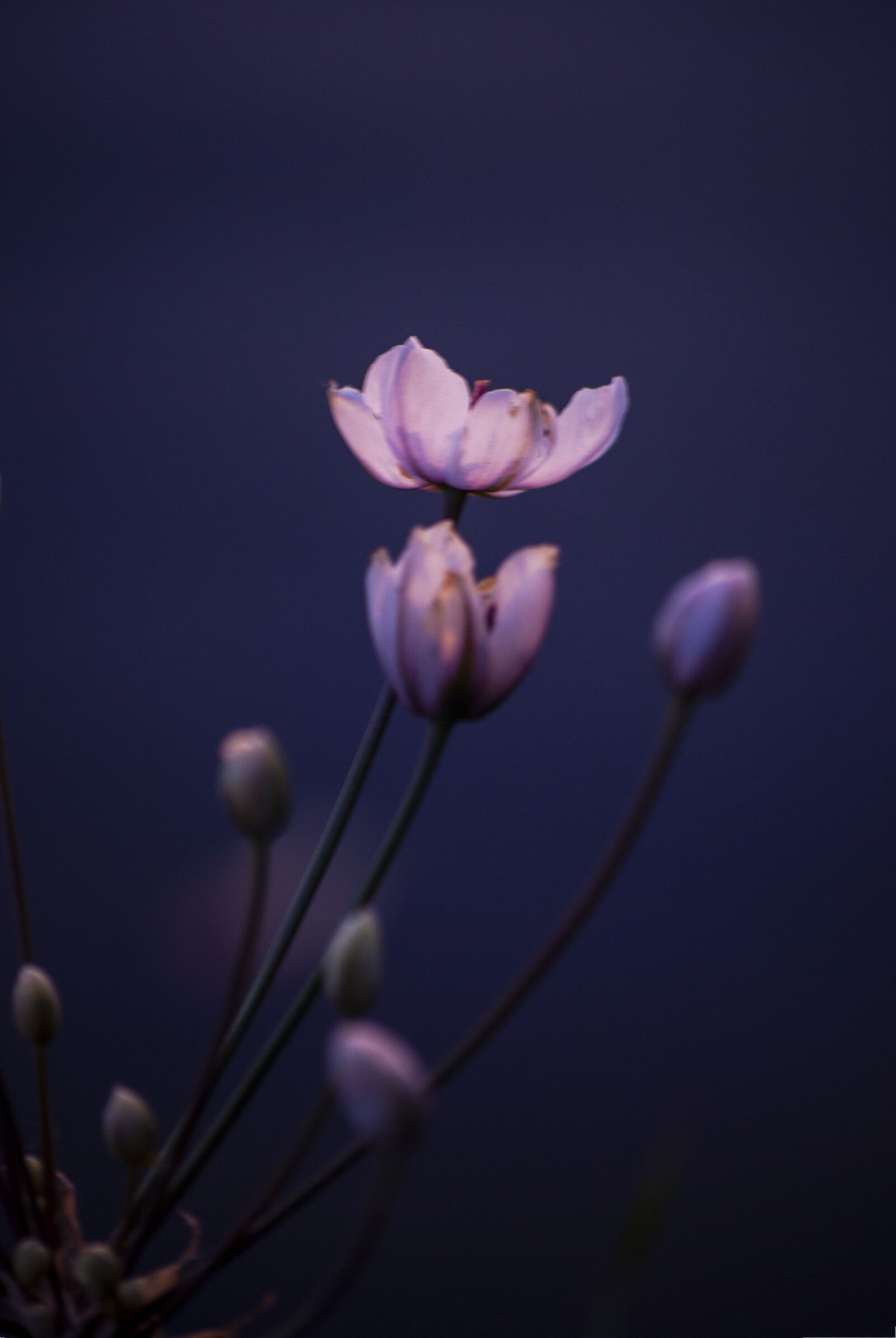 Nikon D60 sample photo. Flowers, pink, purple photography