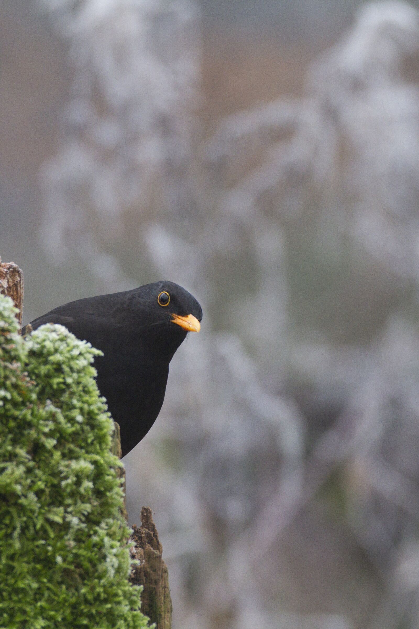 Canon EOS 7D sample photo. Bird, blackbird, spokes photography