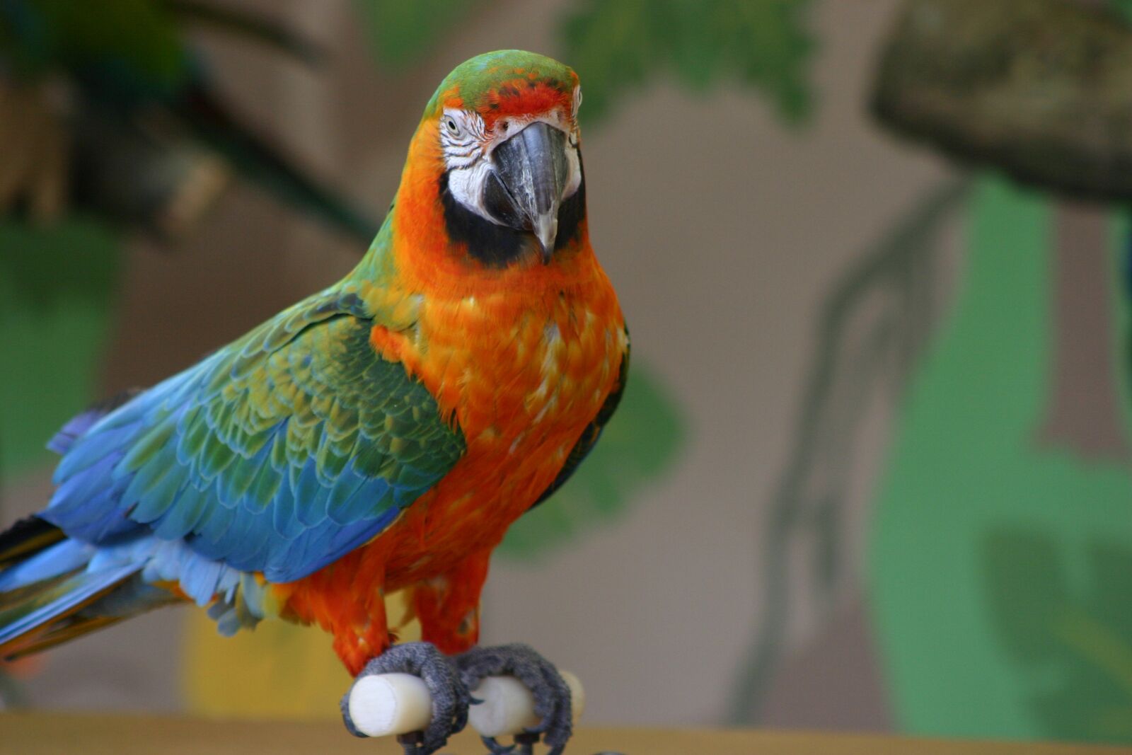 Canon EOS 300D (EOS Digital Rebel / EOS Kiss Digital) sample photo. Bird, parrot, colorful photography