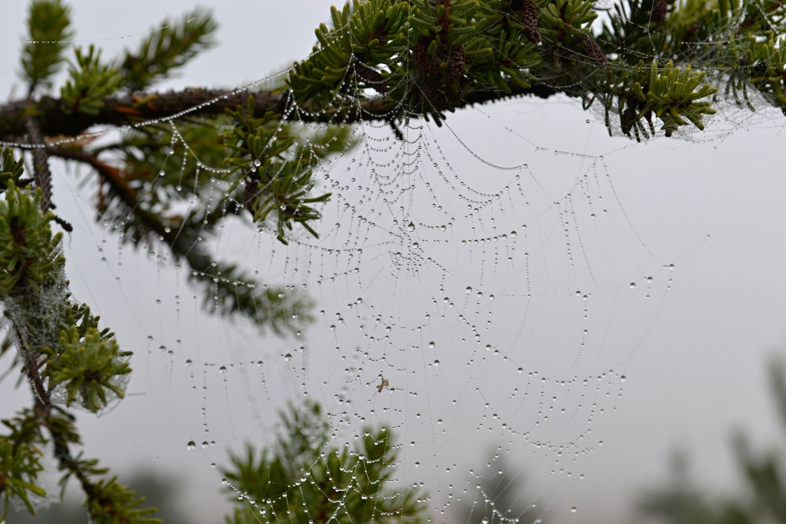 Nikon D3100 sample photo. Nature, web, autumn photography