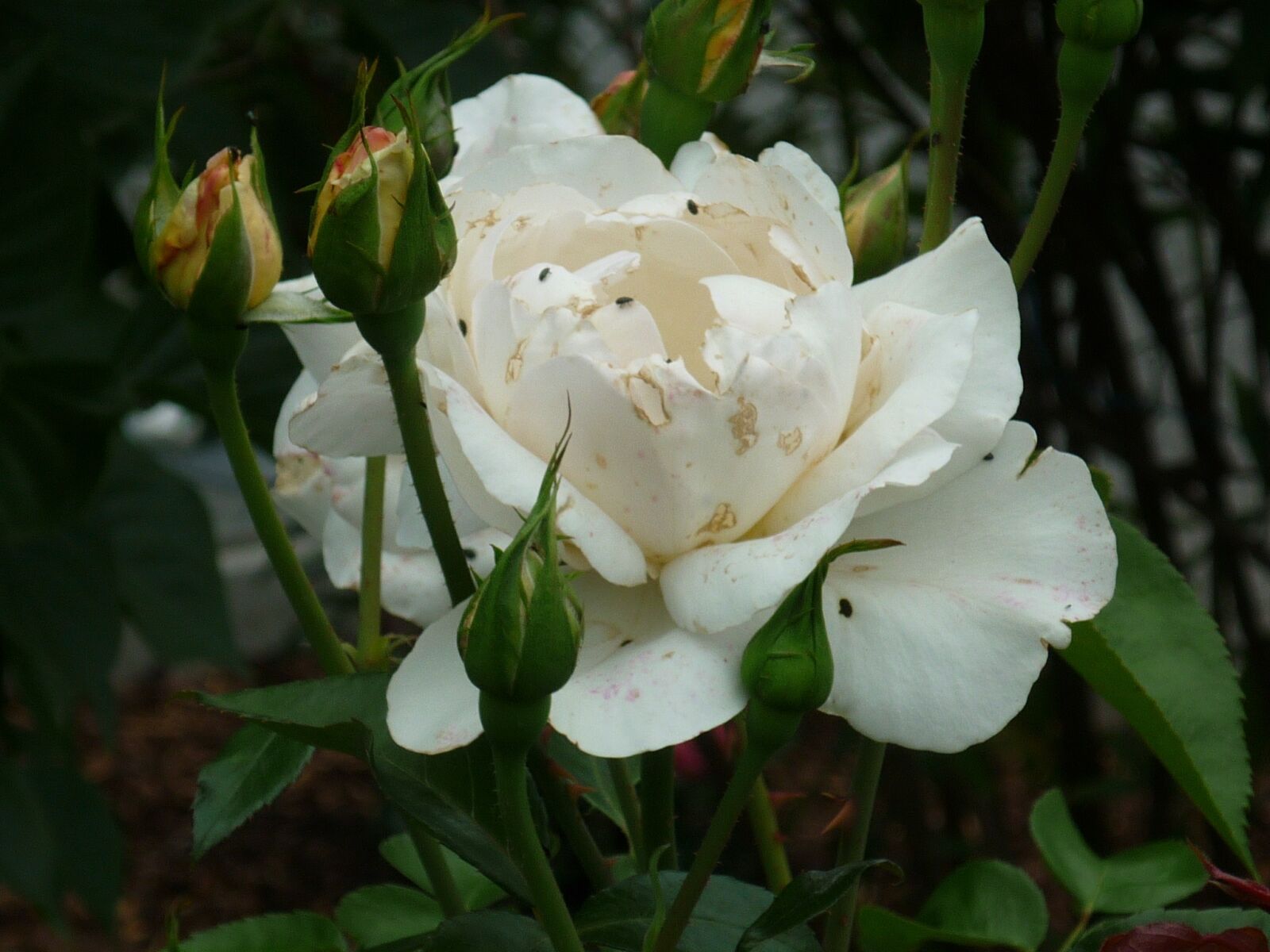 Panasonic Lumix DMC-FS6 sample photo. Rose, culture, white photography