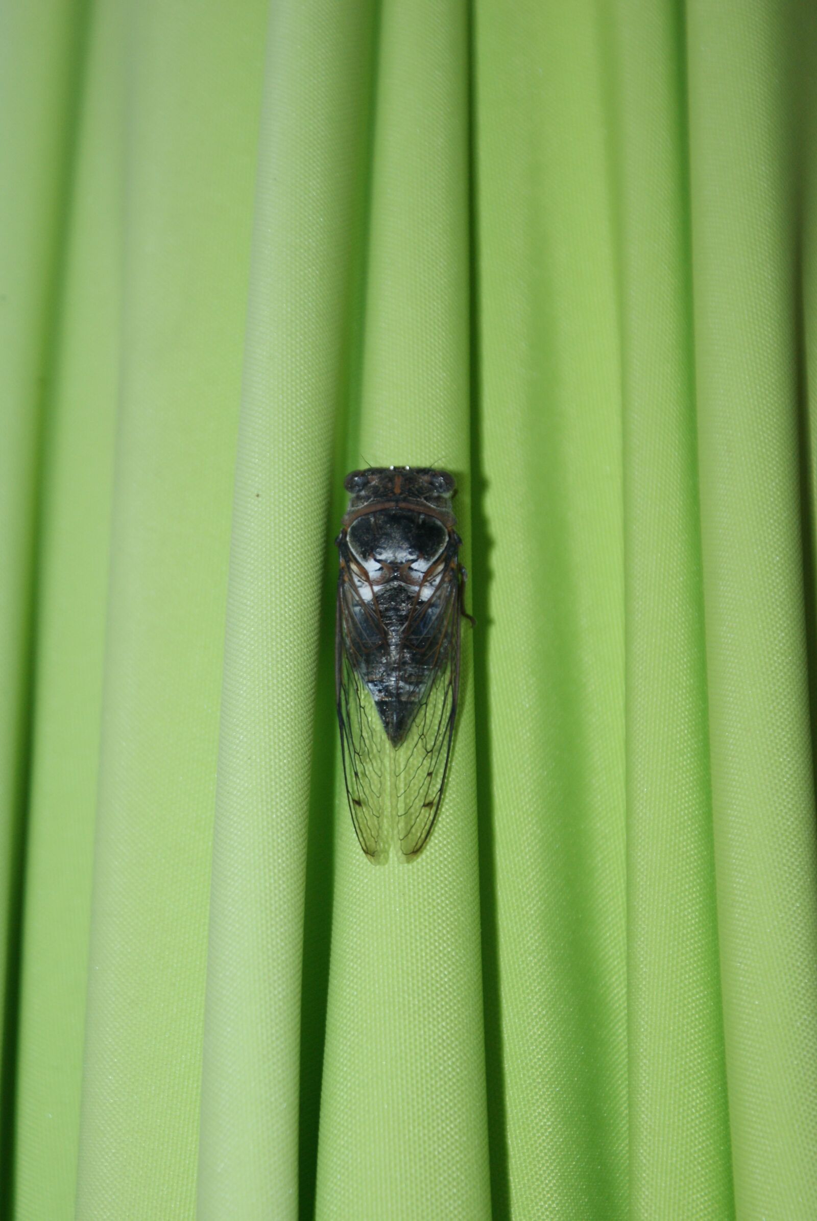 Sony Alpha DSLR-A200 sample photo. Cicada, parasol, green photography