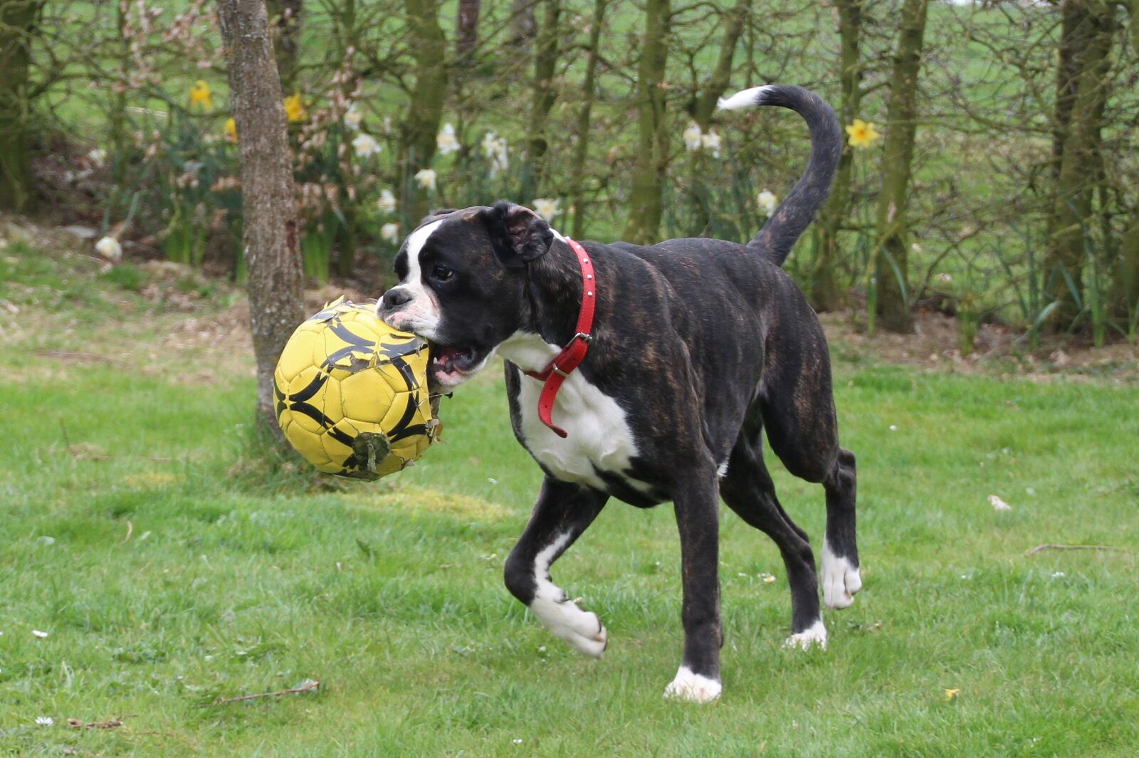 Canon EOS 650D (EOS Rebel T4i / EOS Kiss X6i) sample photo. Dog, boxer, black and photography