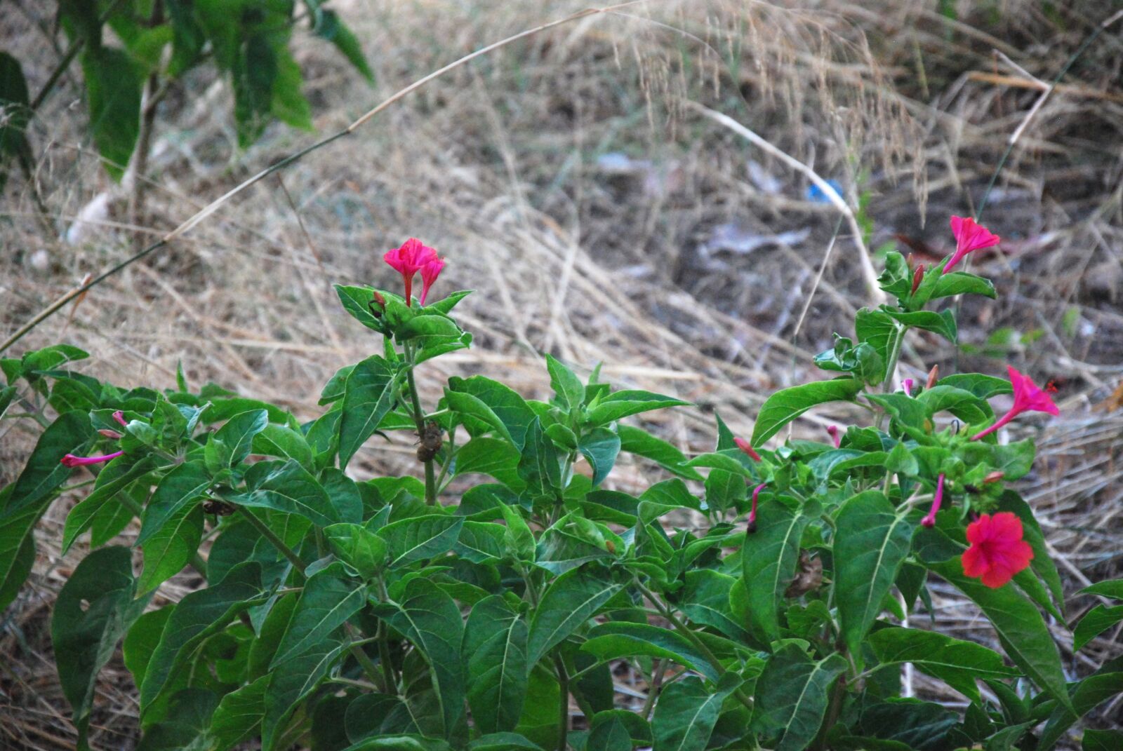 Nikon D60 sample photo. Wild summer flowers, wildflowers photography