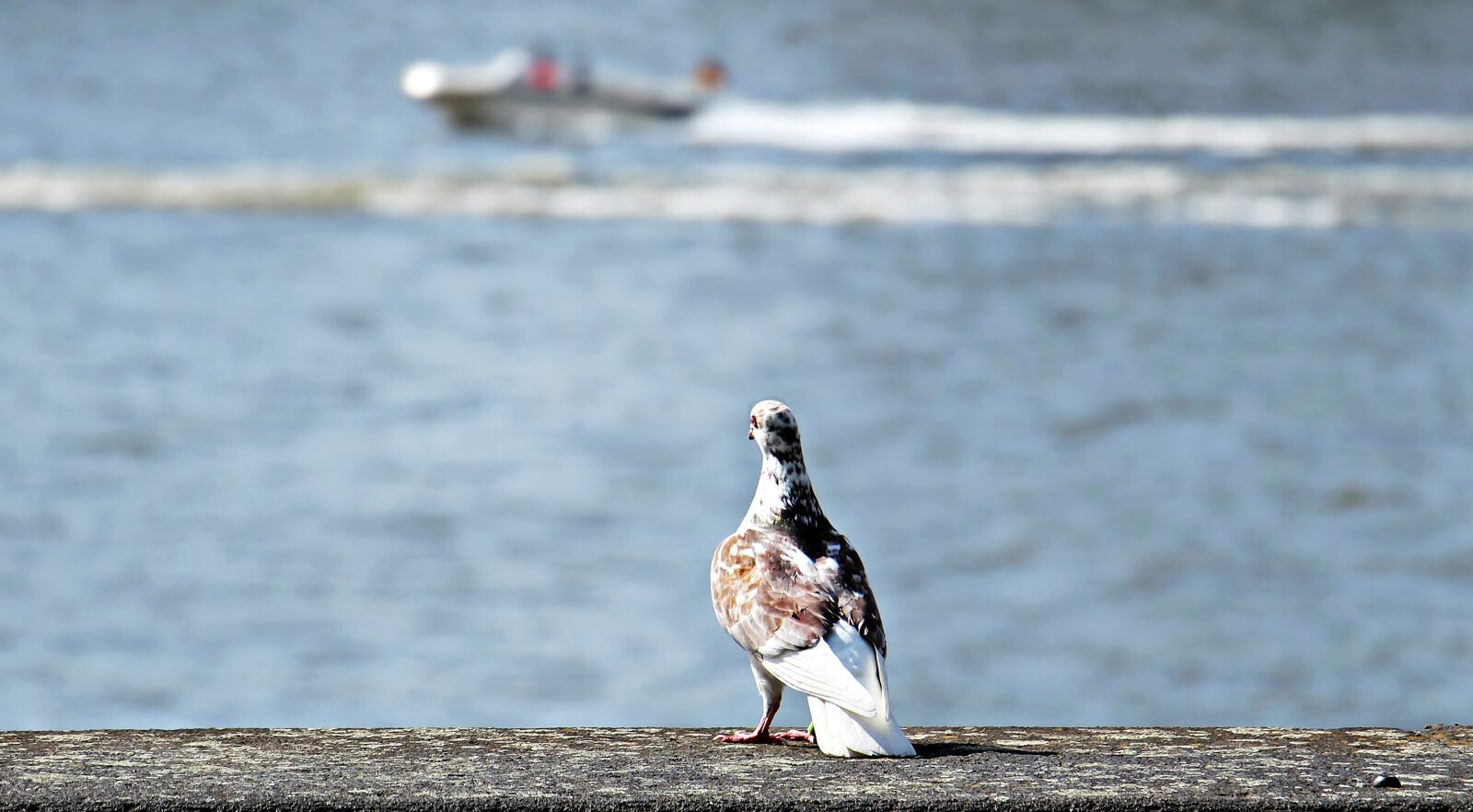 Canon EOS 100D (EOS Rebel SL1 / EOS Kiss X7) sample photo. Dove, rhine, boat photography
