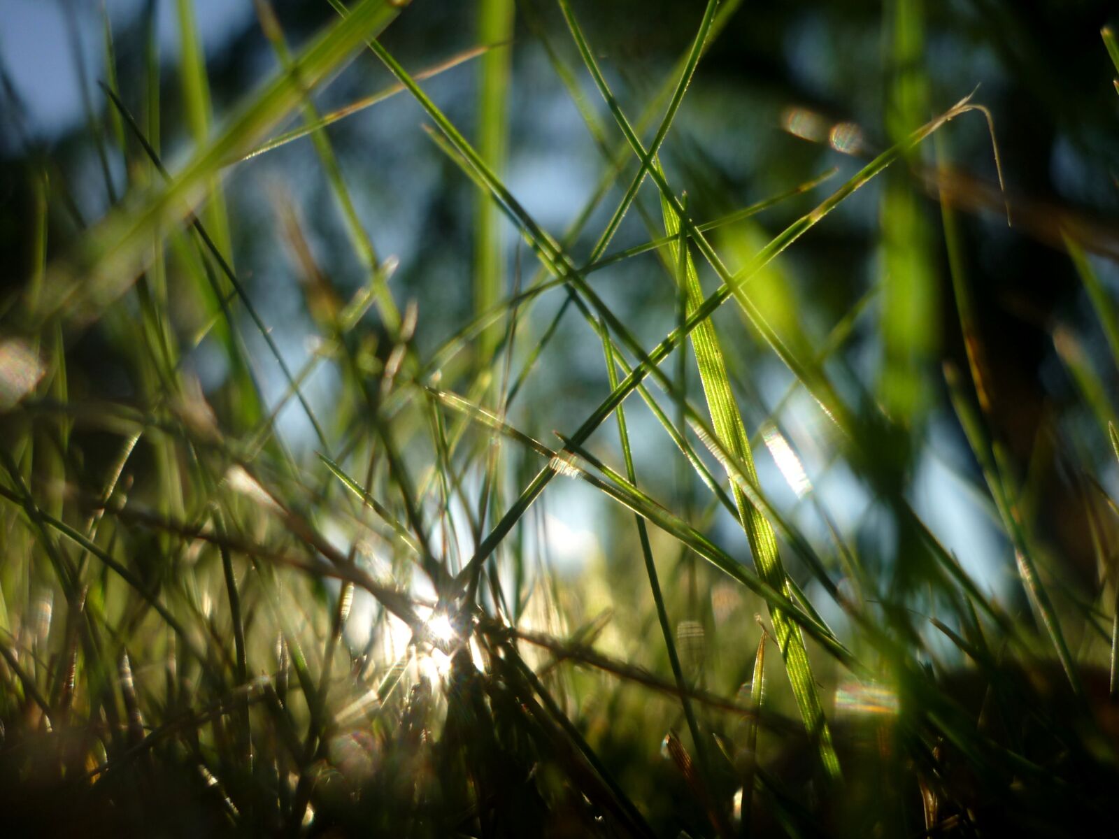 Panasonic Lumix DMC-FS6 sample photo. Light, green, gras photography