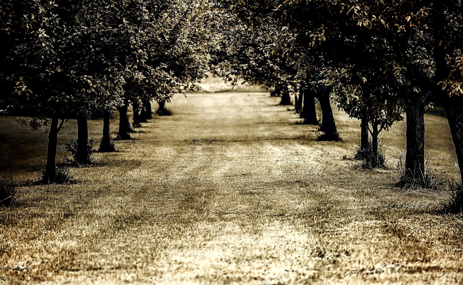 Nikon D7100 sample photo. Avenue, tree, meadow photography