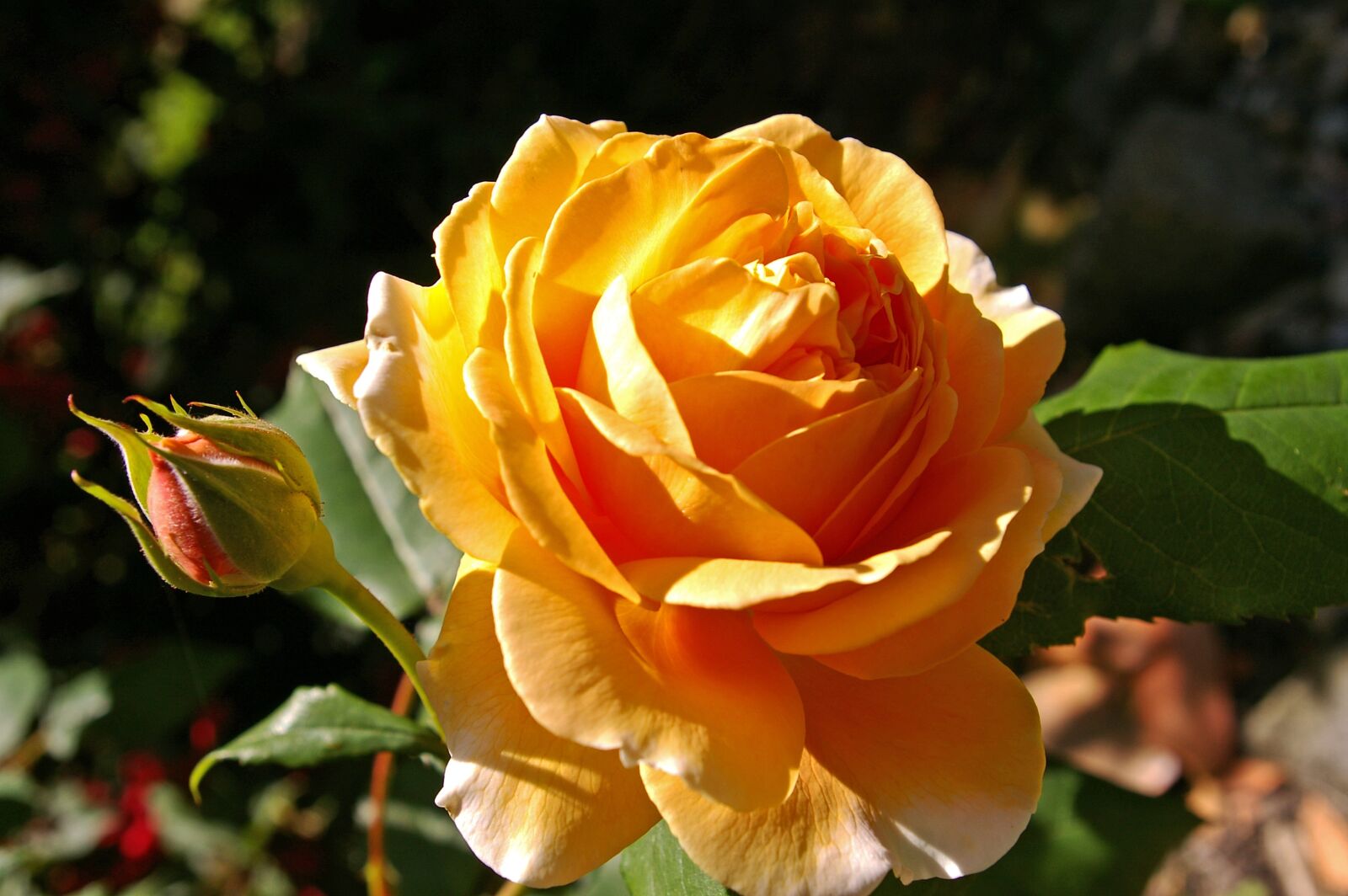 Pentax *ist DL2 sample photo. Crown princess margaret, rose photography