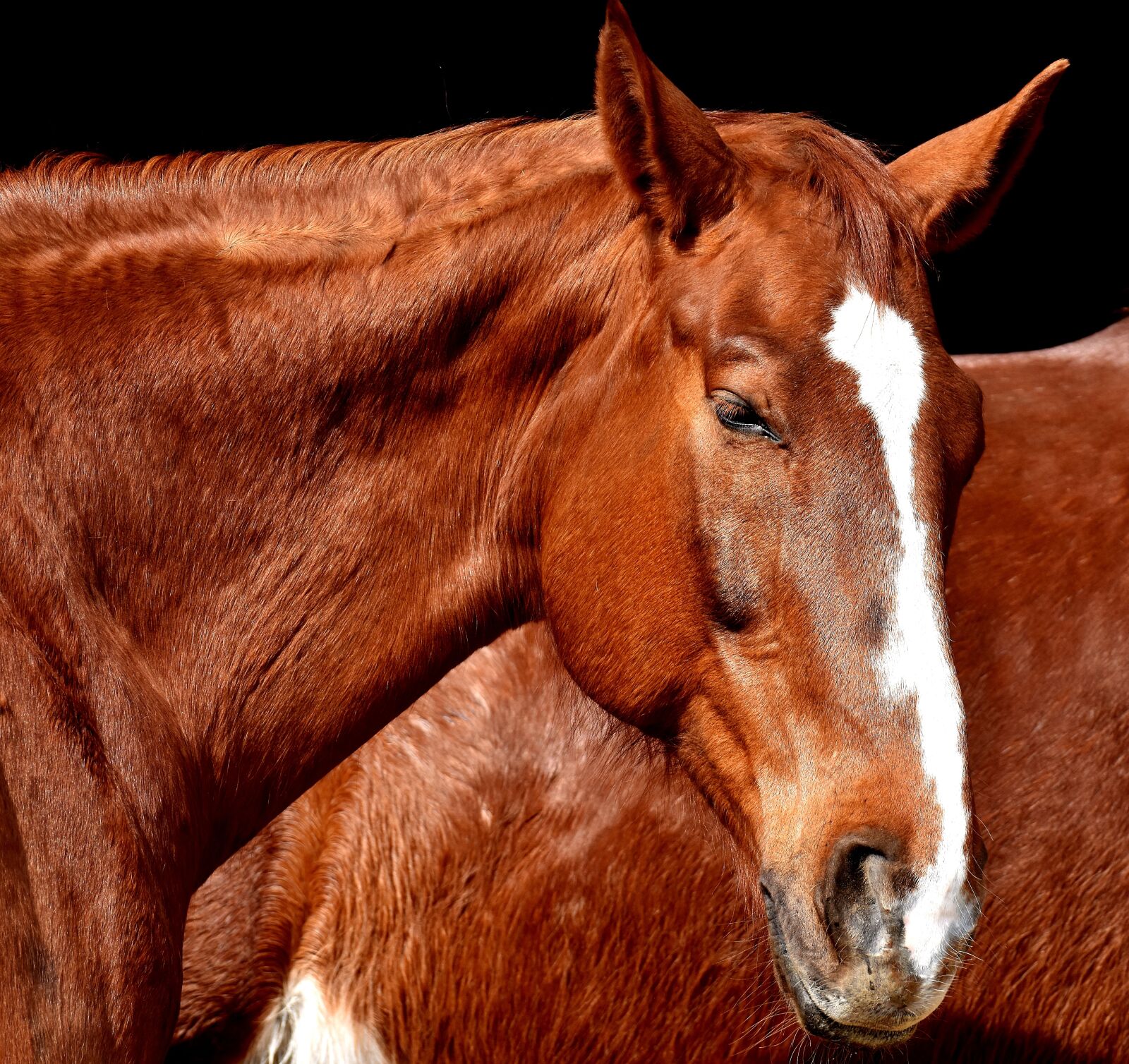 Nikon D7200 sample photo. Horse, brown, portrait photography