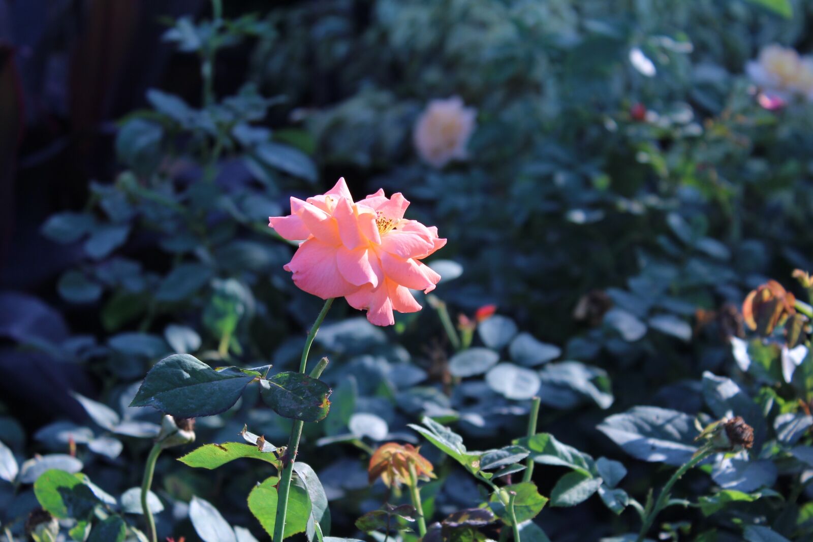 Canon EOS 600D (Rebel EOS T3i / EOS Kiss X5) sample photo. Rose, flower, pink photography