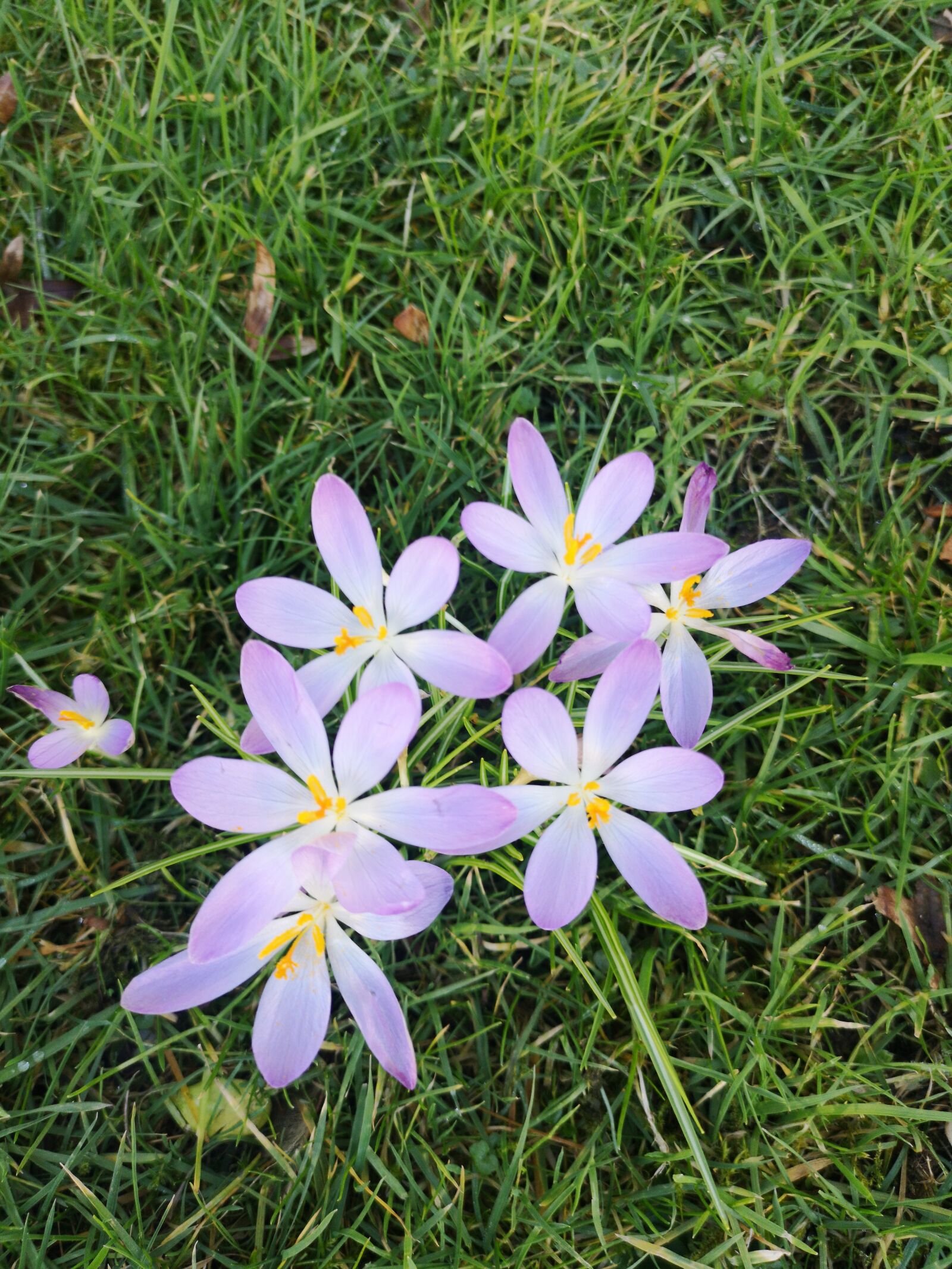 HUAWEI CLT-L29 sample photo. Flowers, meadow, grass photography