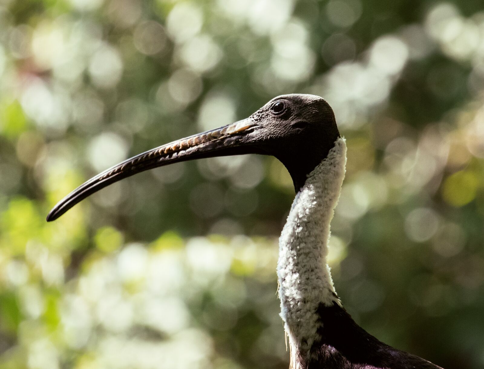 Canon EF-S 55-250mm F4-5.6 IS STM sample photo. Bird, animal, animal world photography