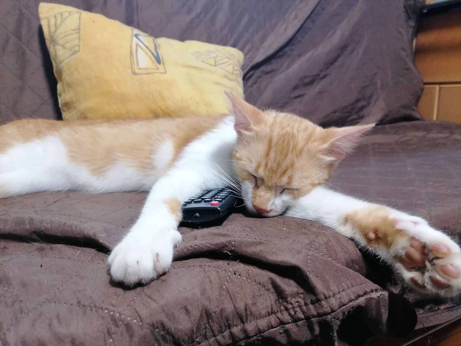HUAWEI P30 LITE sample photo. Cat, tomcat, sleepy photography
