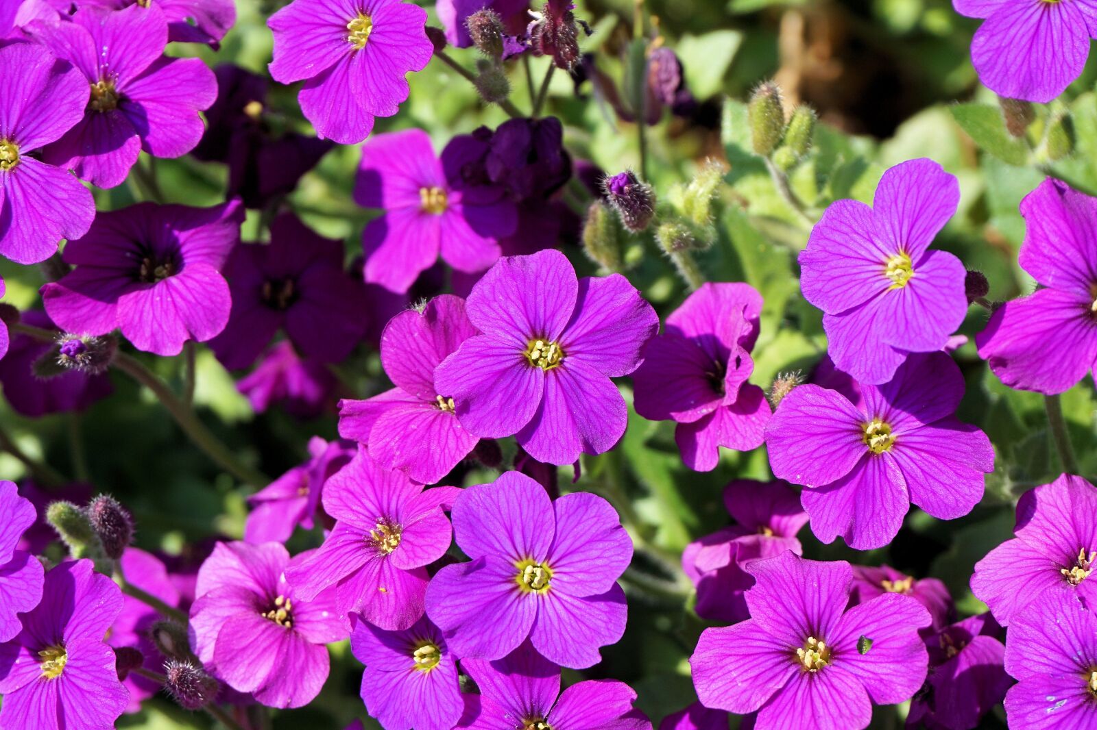 Sony a6000 sample photo. Flowers, small, spring photography