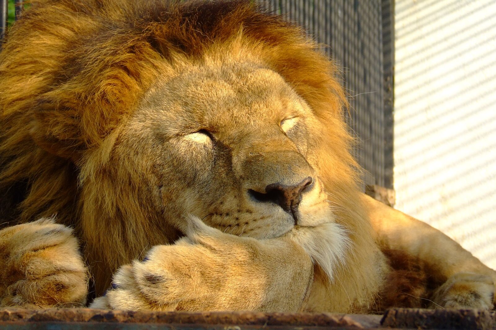 A lion sleep during the day. Спящие львы. Коричневый Лев. Лев спящий. Лев млекопитающее животное.