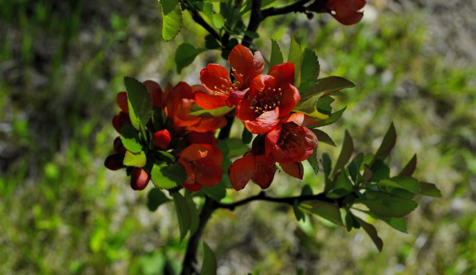 Nikon D5000 sample photo. Quince, flowering quince, sad photography