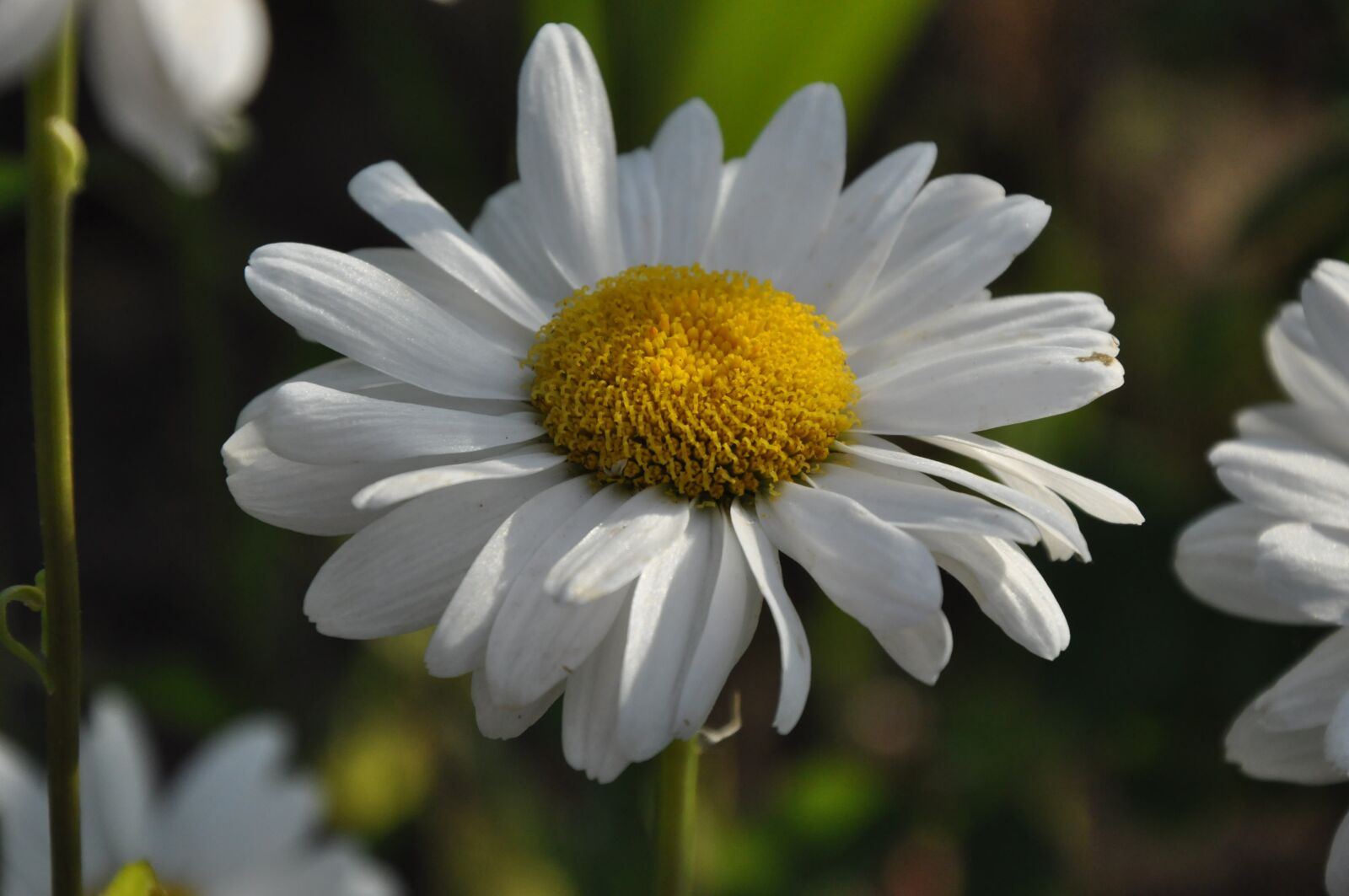 Nikon D90 sample photo. Daisy, summer, flowers photography