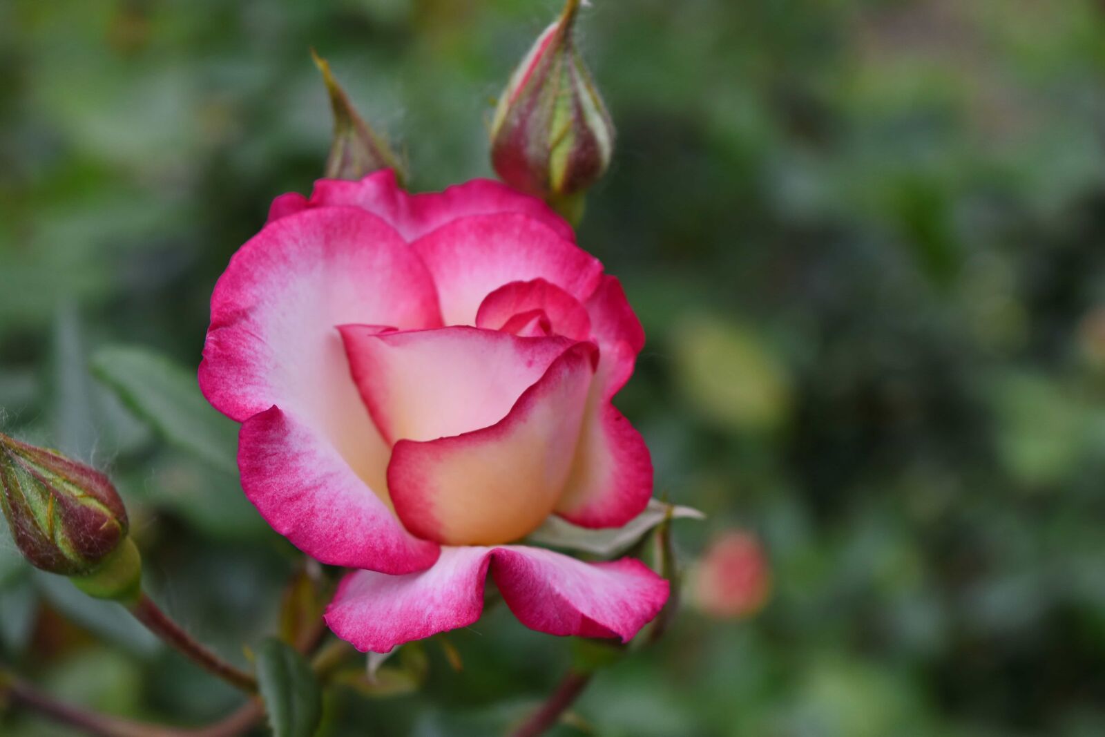 Nikon D5500 sample photo. Details, horticulture, roses, pink photography