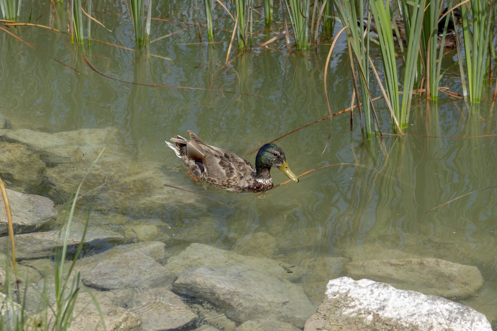 Canon EF75-300mm f/4-5.6 sample photo. Duck, teal, bird photography