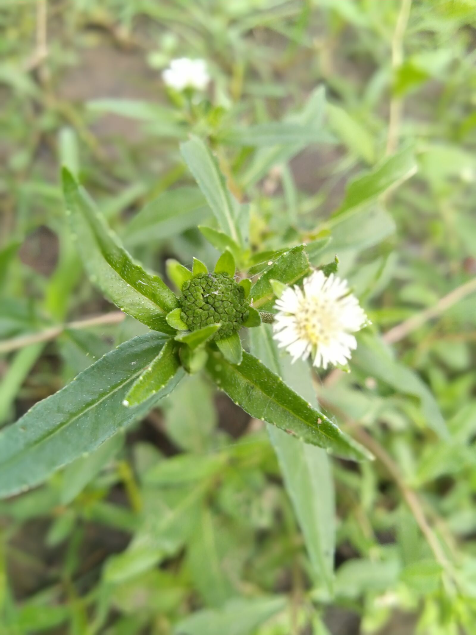 OPPO A3S sample photo. Green, white, flowers photography