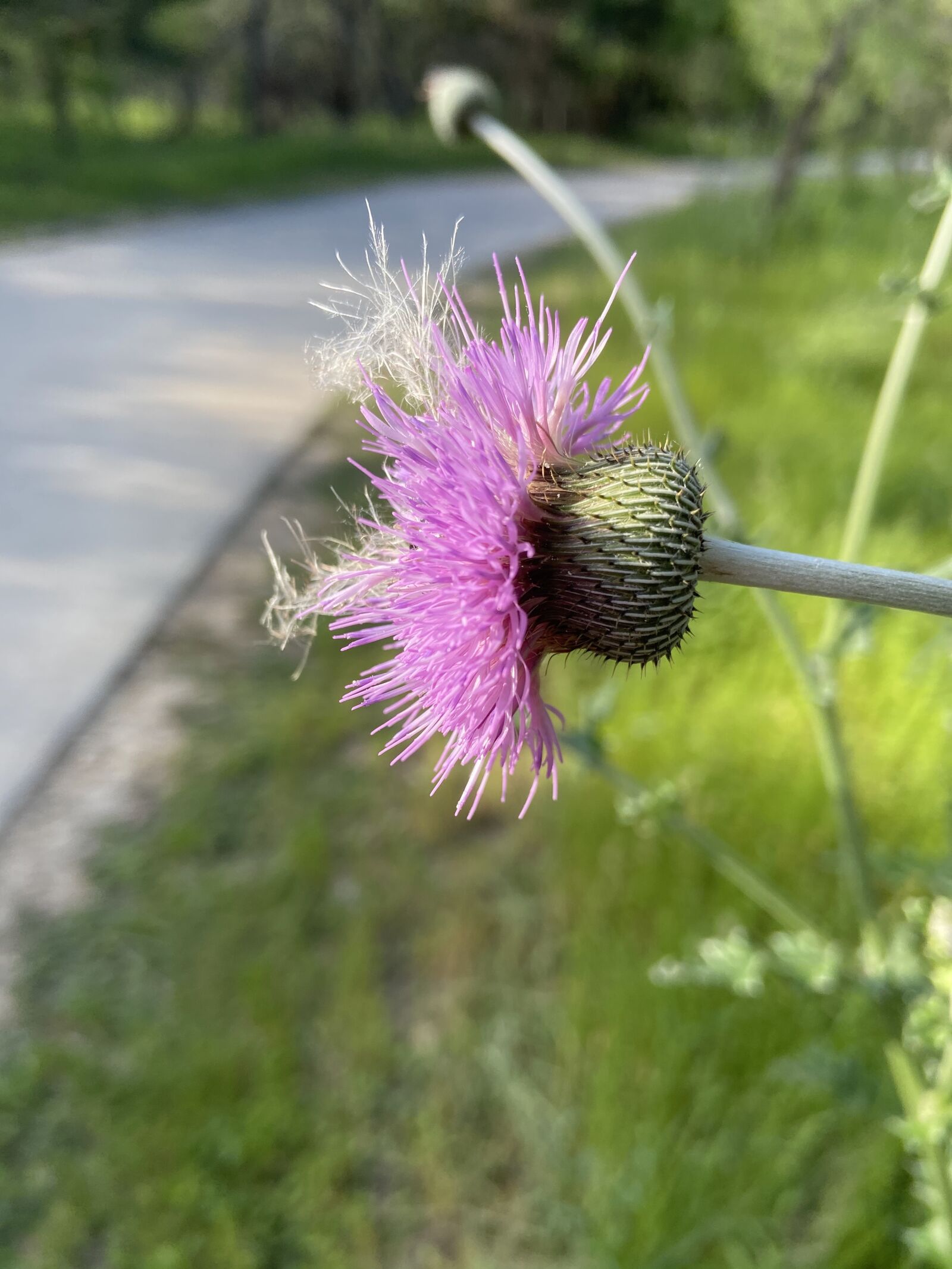 Apple iPhone 11 sample photo. Flower, thistle, purple photography