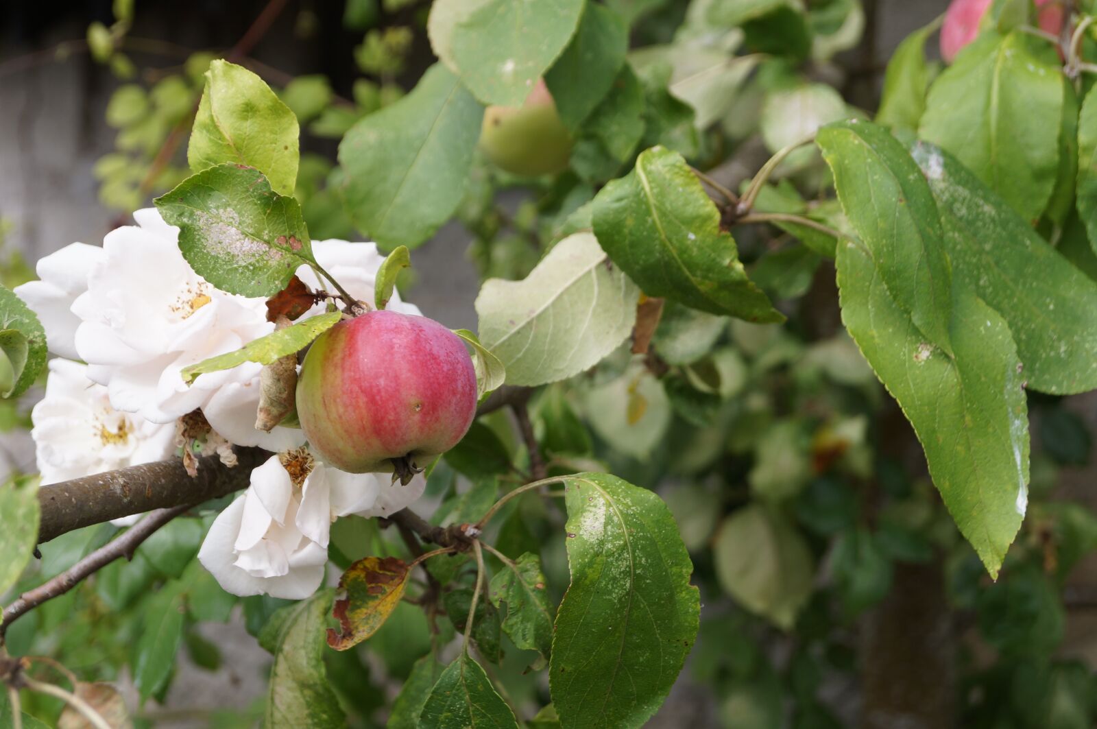 Sony SLT-A37 sample photo. Apple, orchard, apples photography
