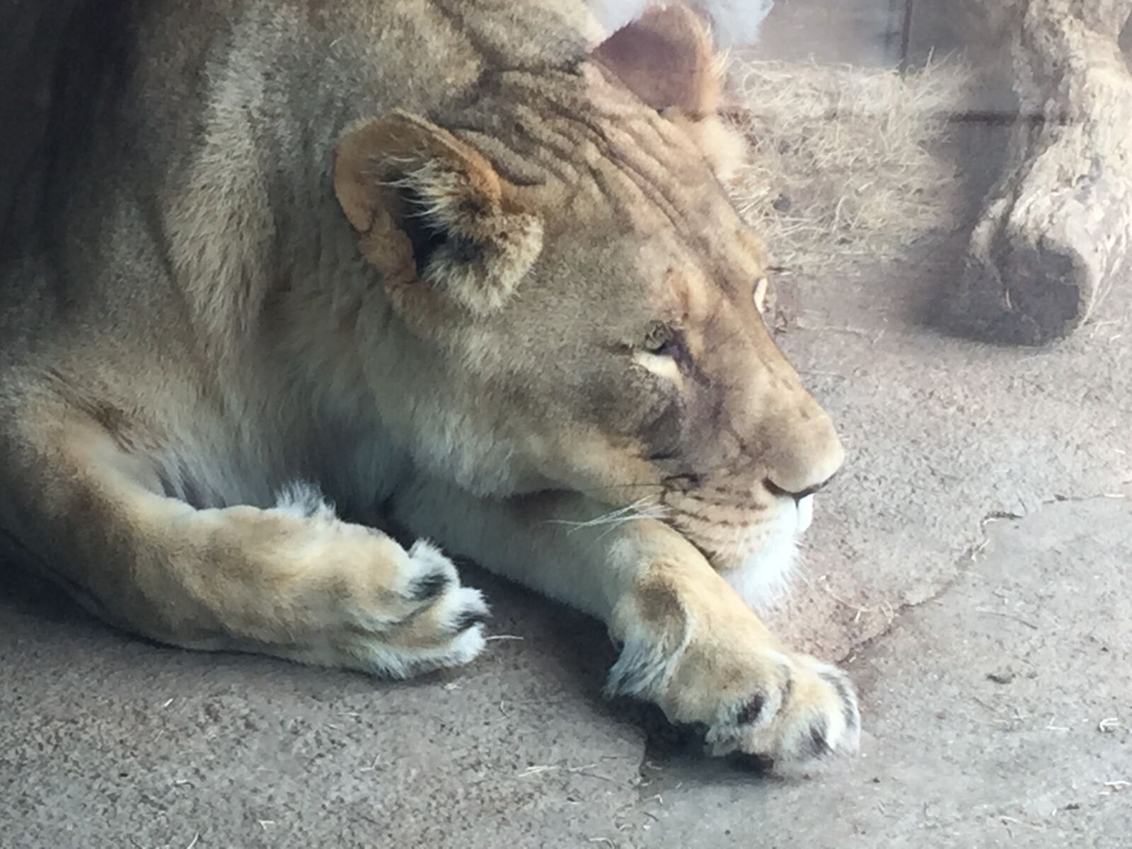 iPhone 6 Plus back camera 4.15mm f/2.2 sample photo. Lion, lioness, zoo photography